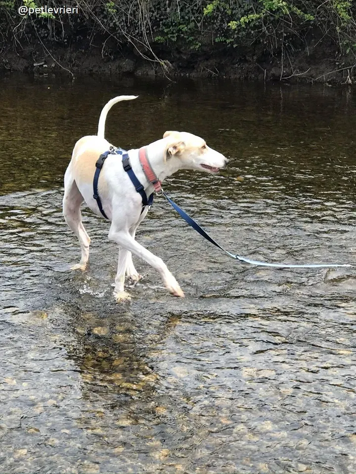 capaldi lurcher adozione 7