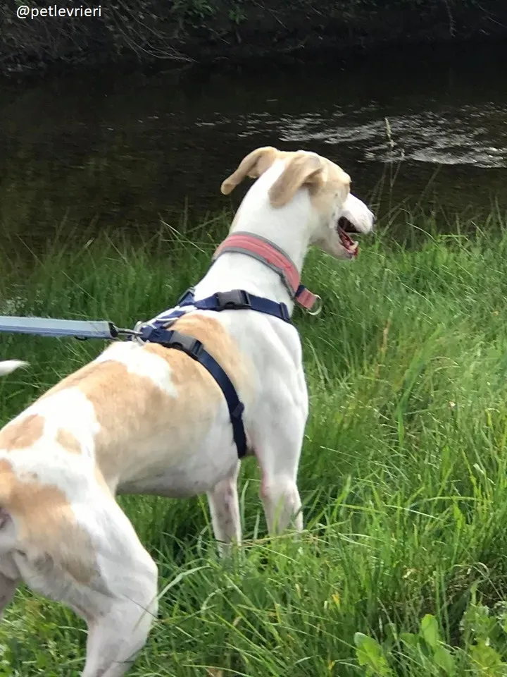 capaldi lurcher adozione 8