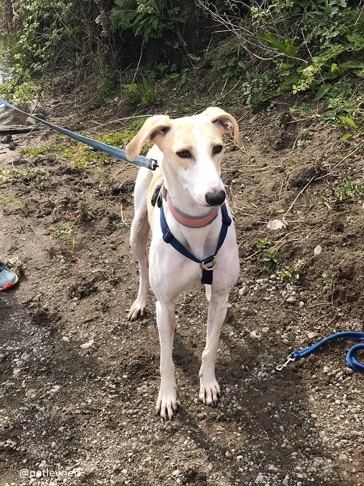 capaldi lurcher adozione