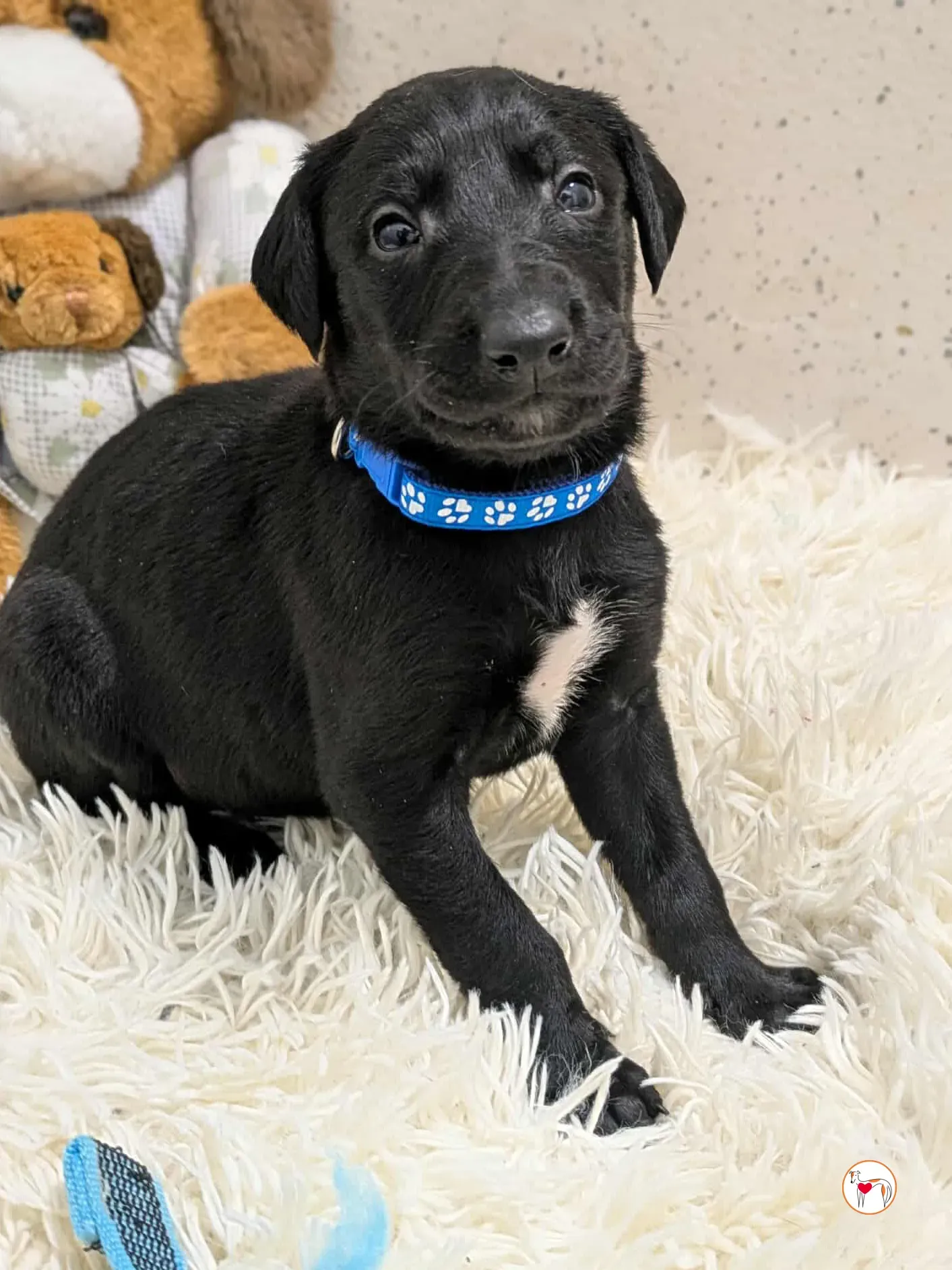 capri grey cucciolo adozione 1