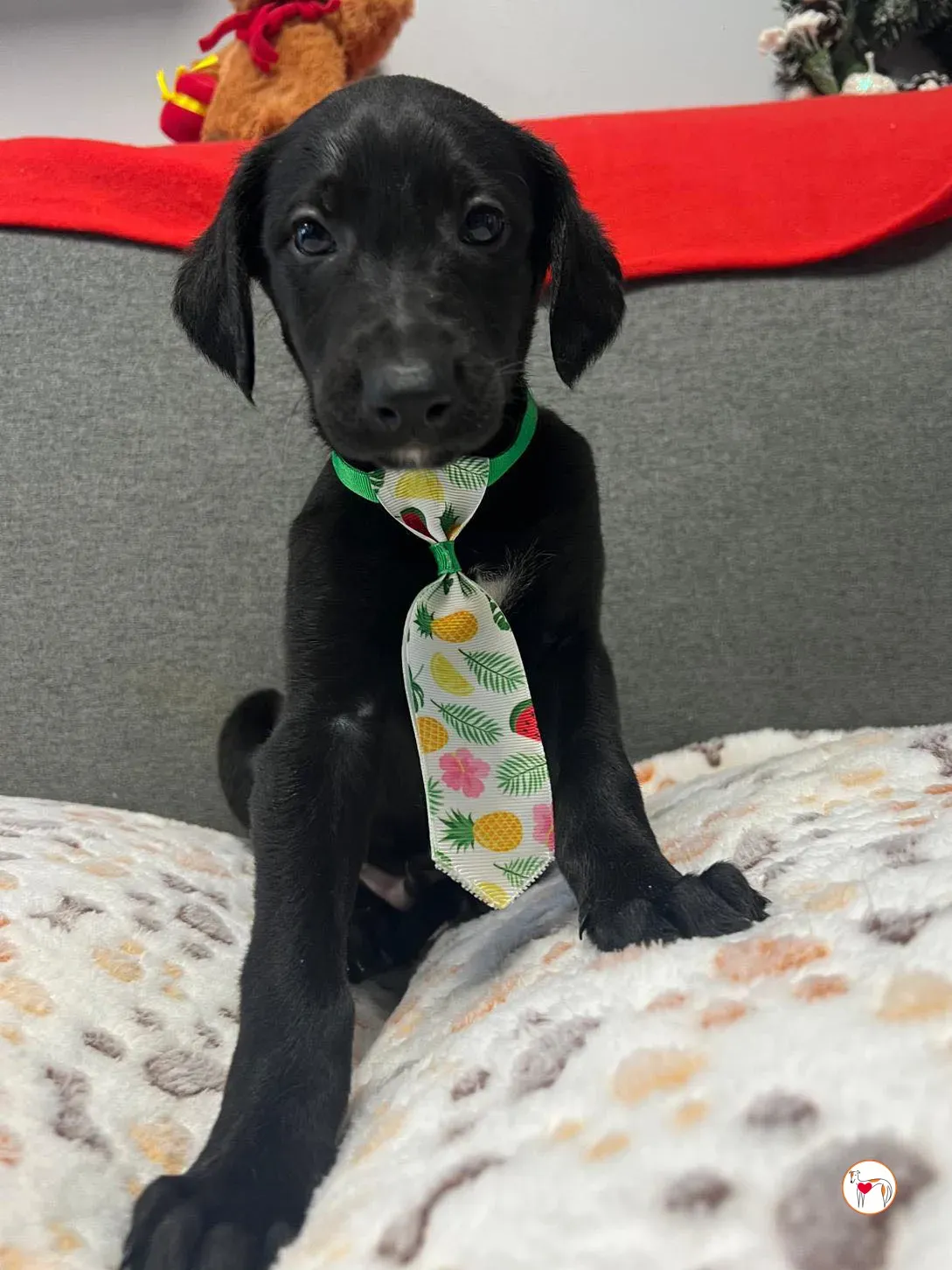 capri grey cucciolo adozione 10