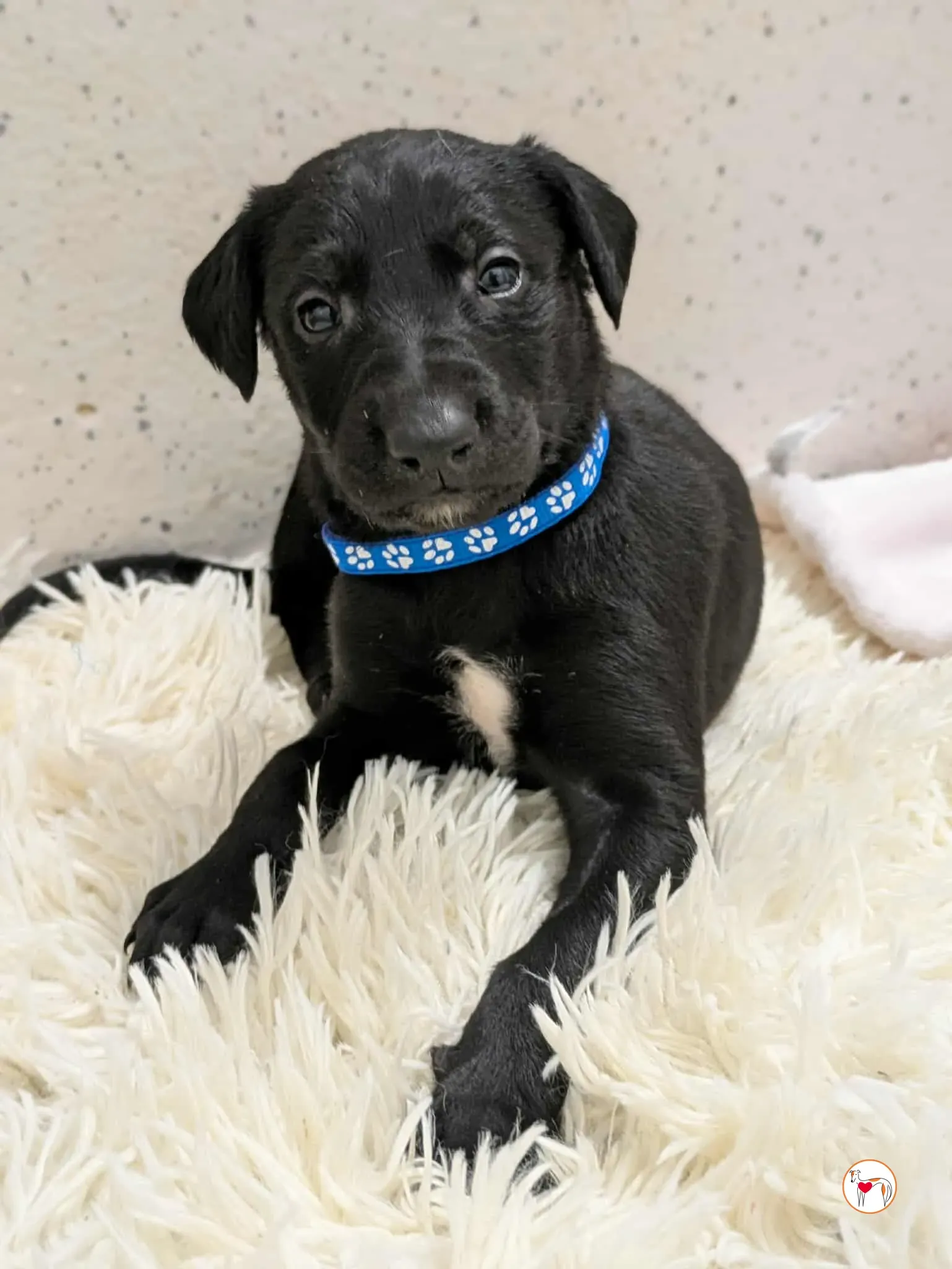 capri grey cucciolo adozione 2