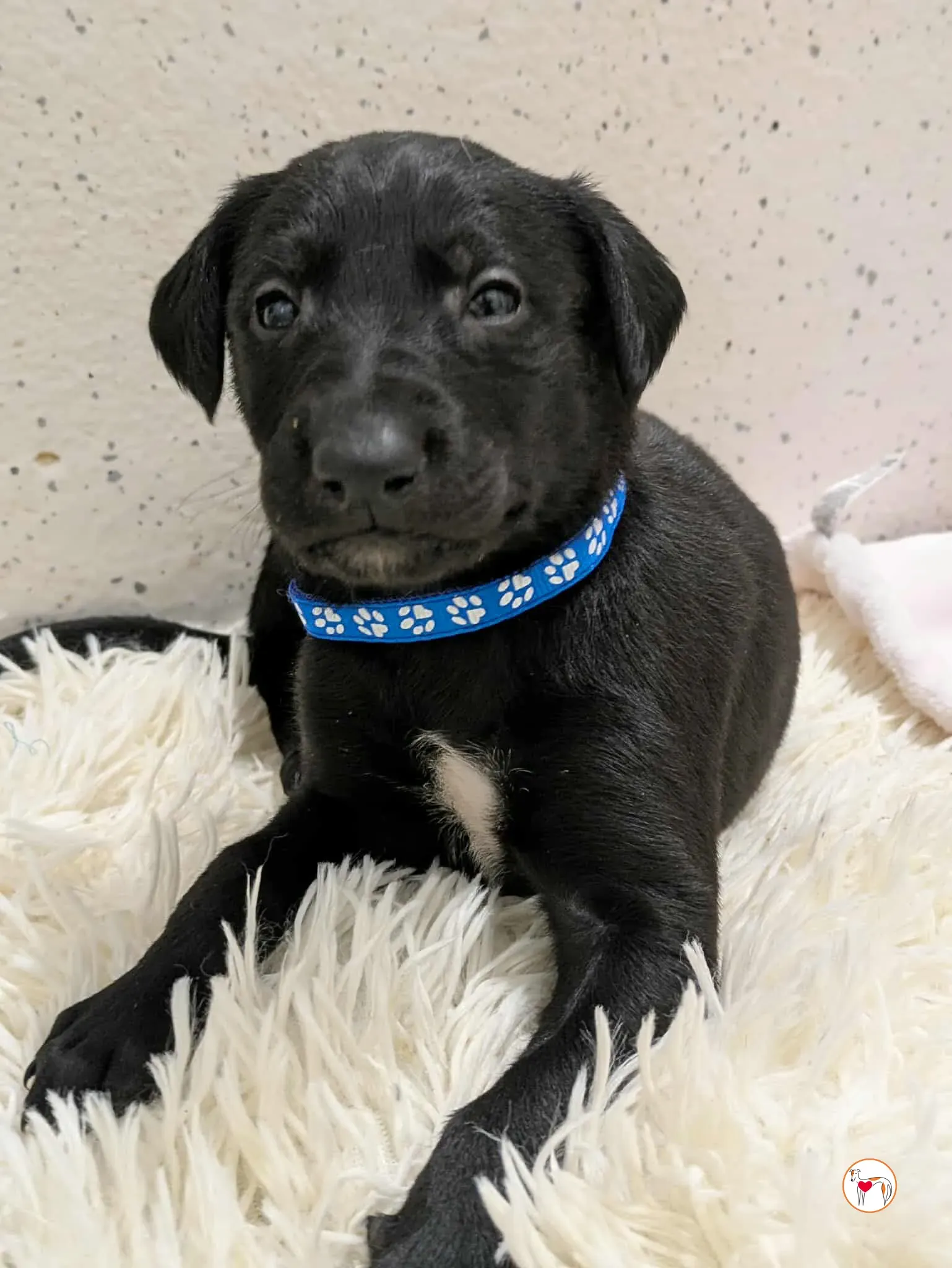 capri grey cucciolo adozione 3