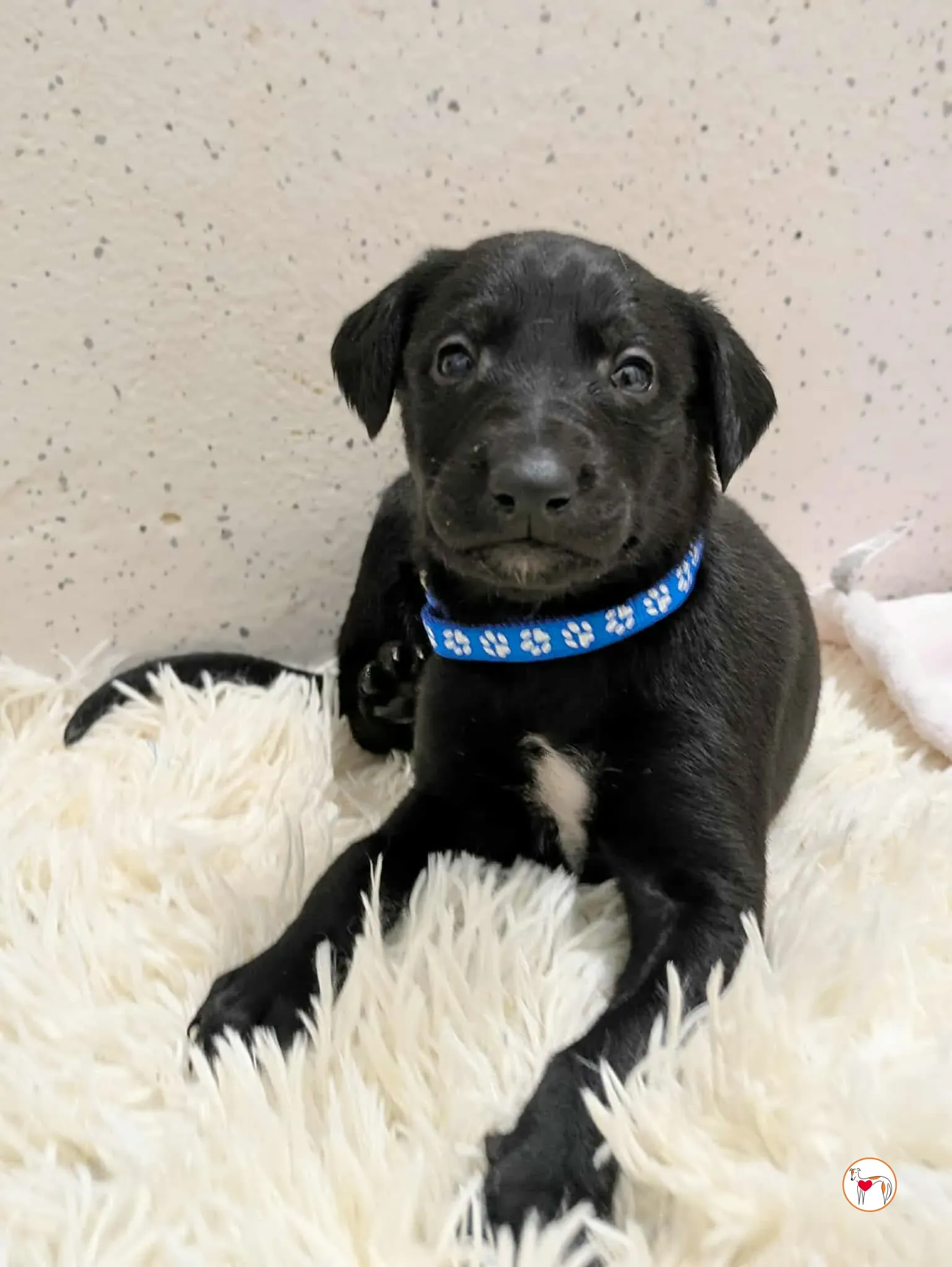 capri grey cucciolo adozione 4