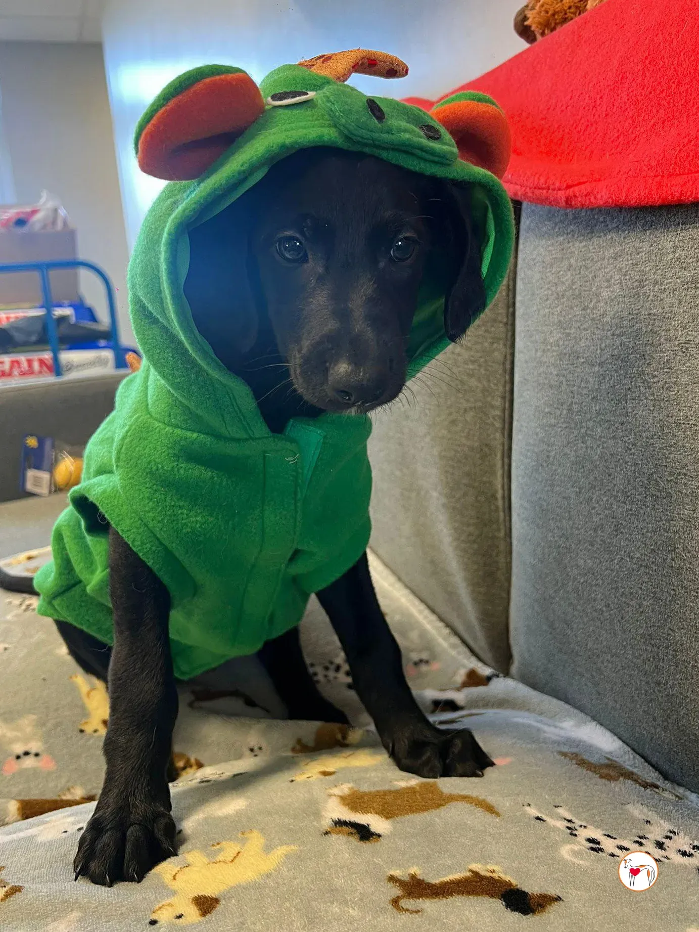 capri grey cucciolo adozione 5