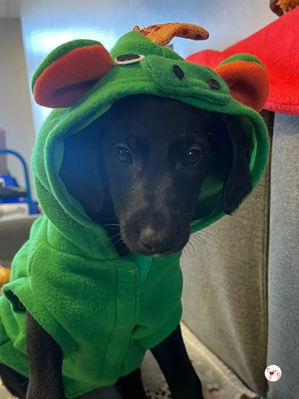 capri grey cucciolo adozione 7