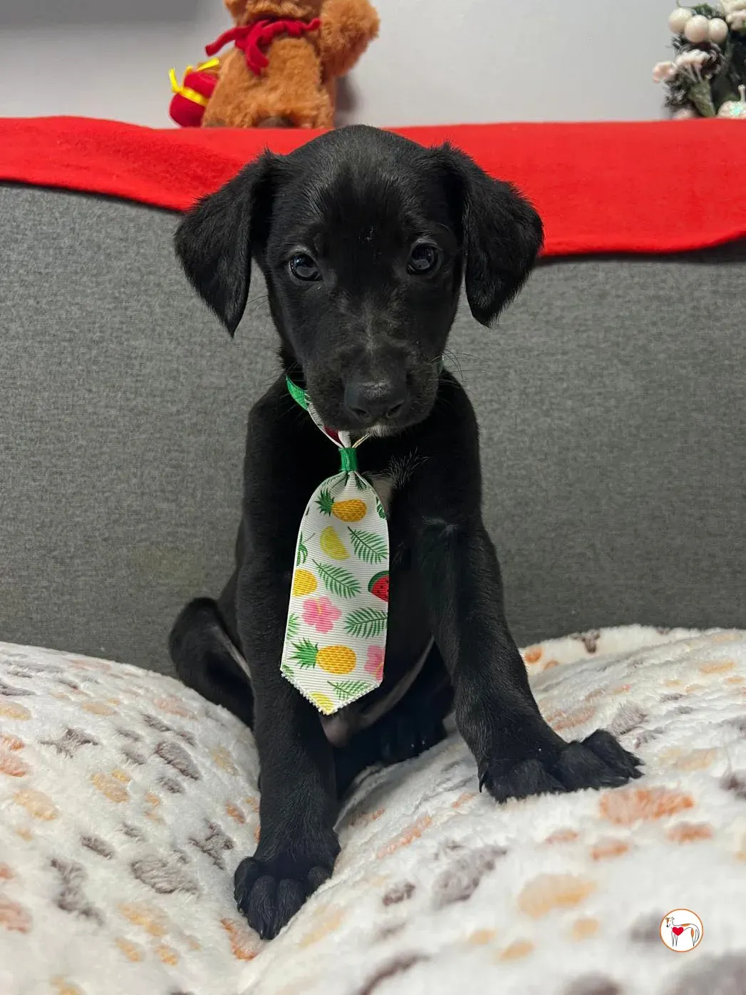 capri grey cucciolo adozione 8