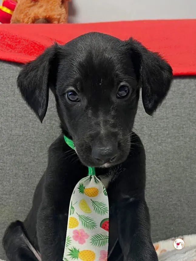 capri grey cucciolo adozione 9