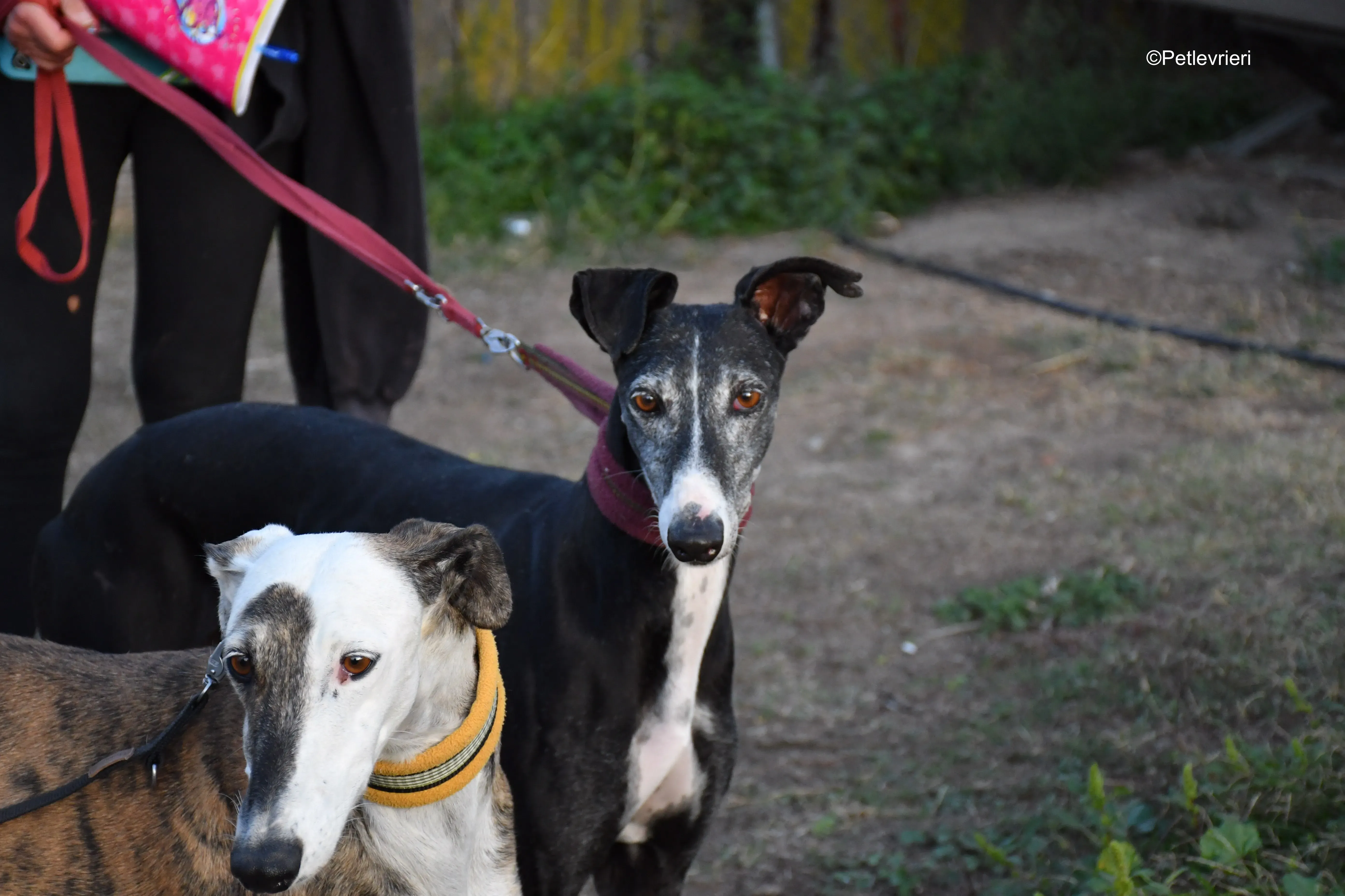 caprichosa adozione levrieri galgo 1