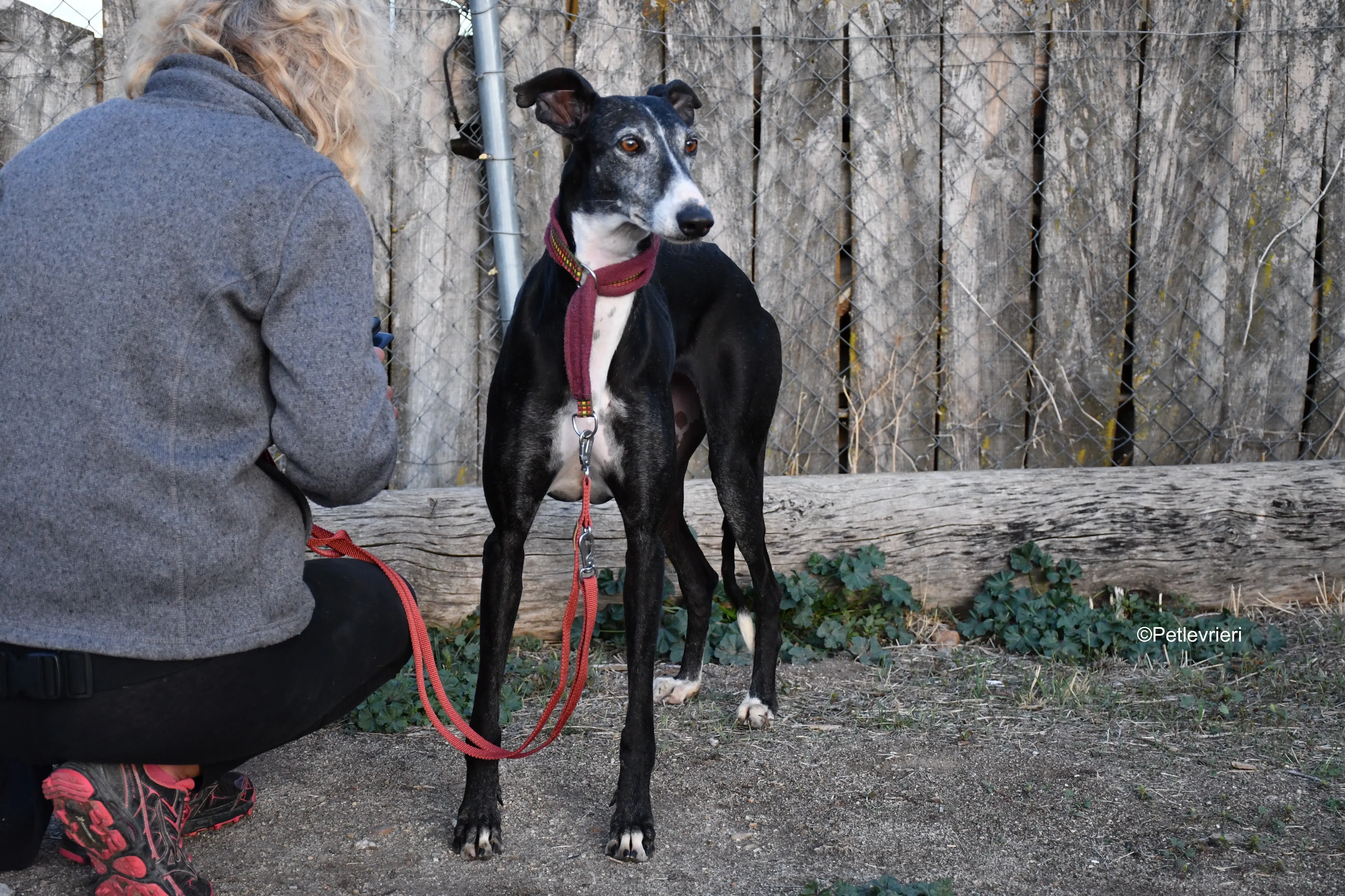 caprichosa adozione levrieri galgo 10