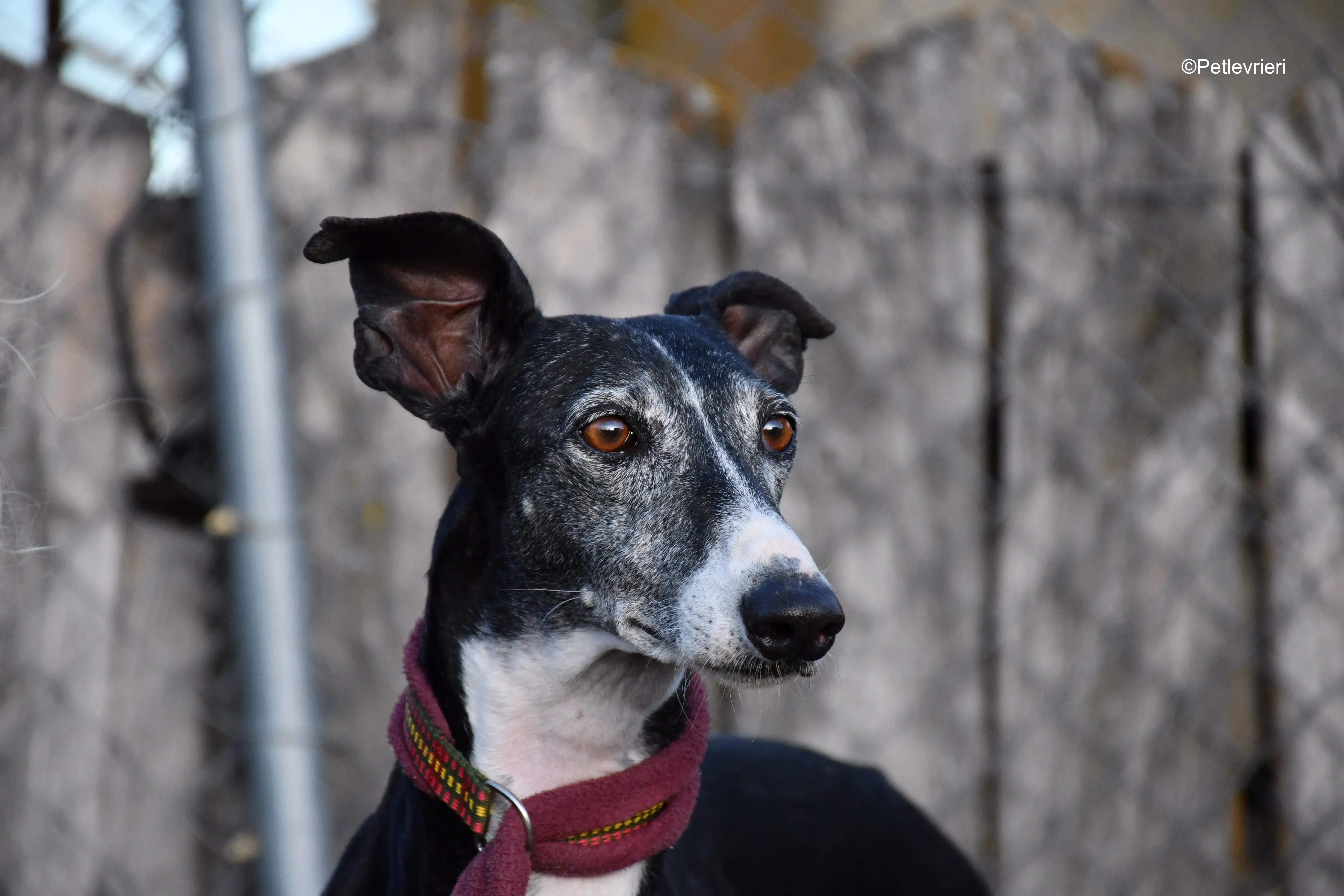 caprichosa adozione levrieri galgo 11