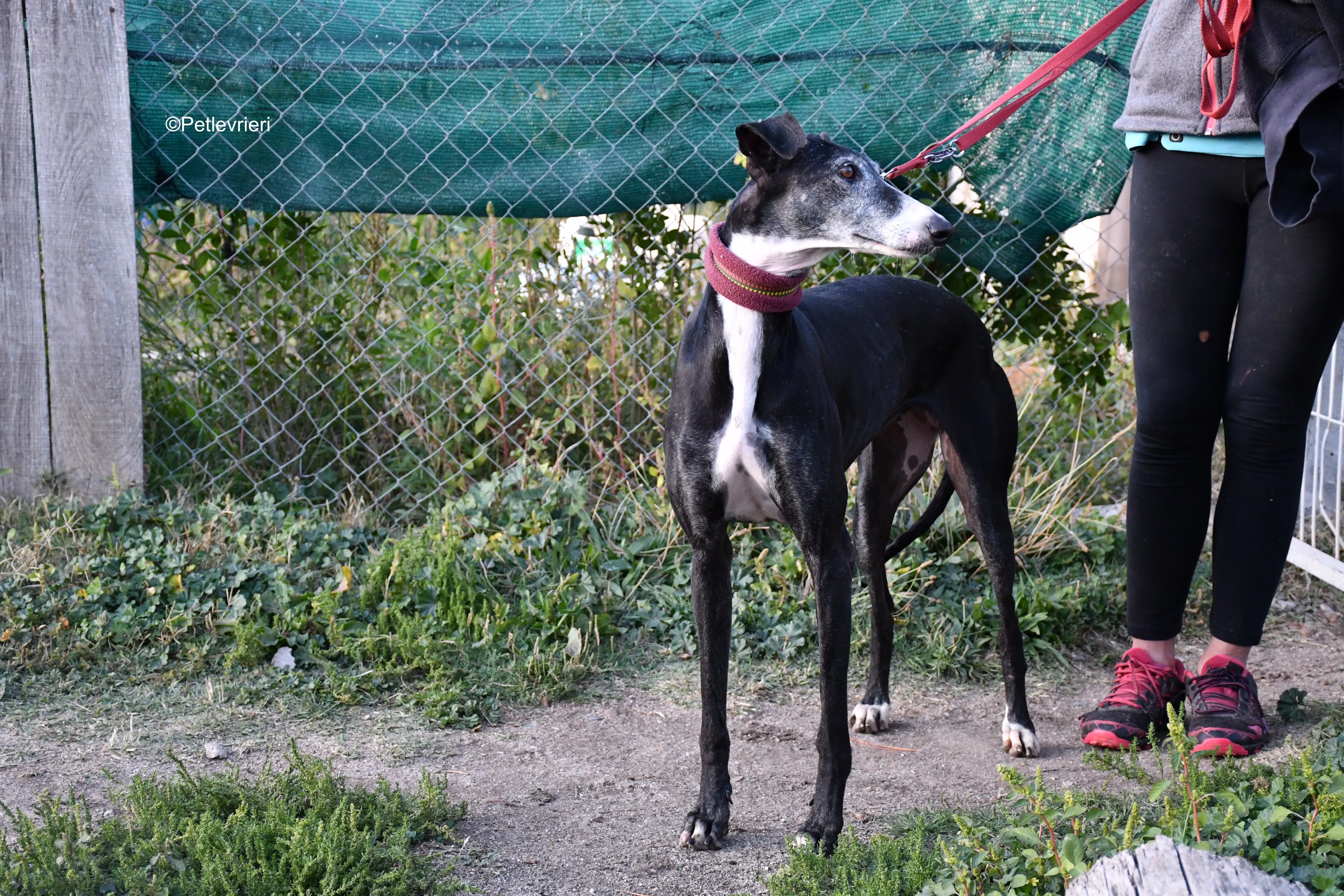 caprichosa adozione levrieri galgo 12