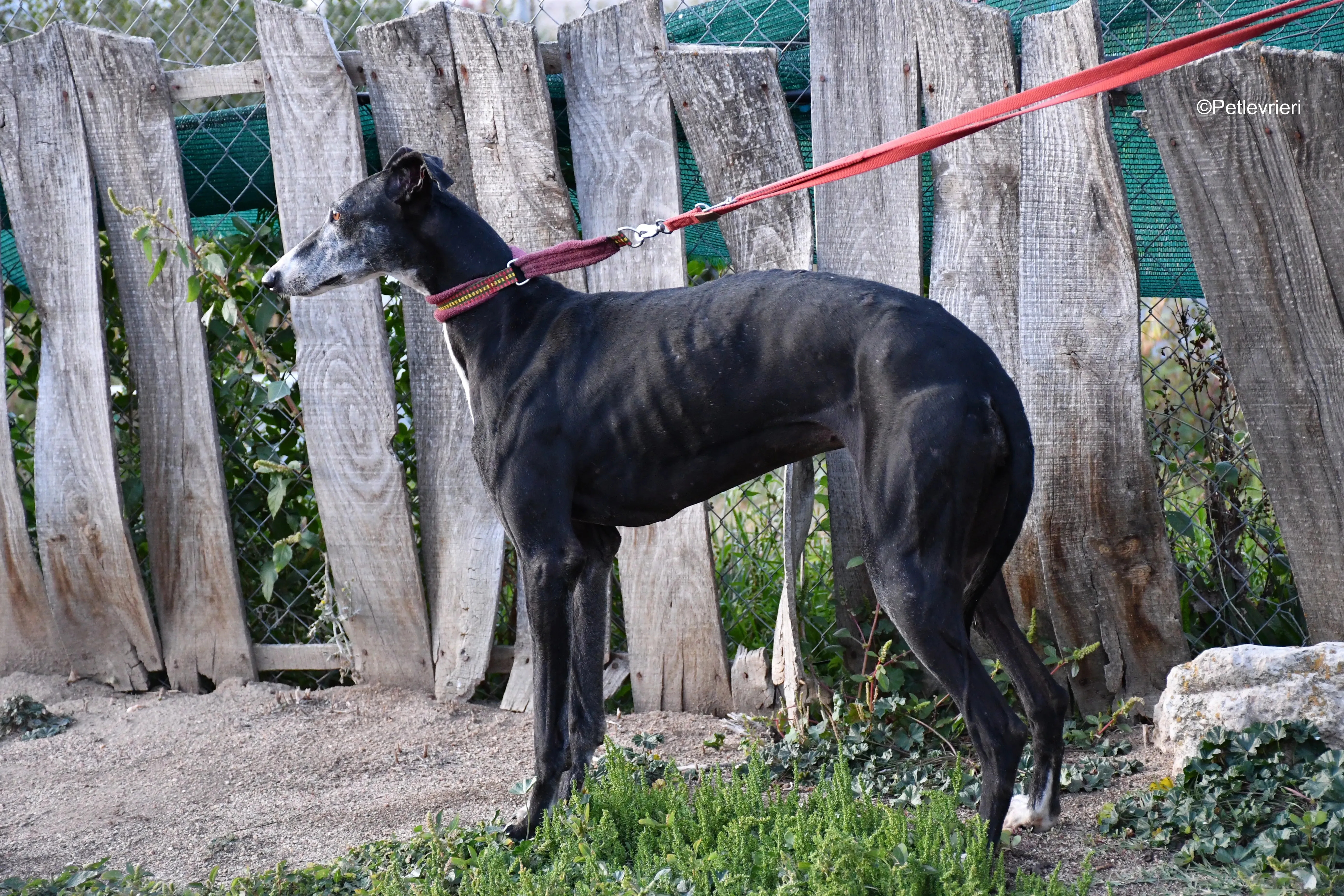 caprichosa adozione levrieri galgo 13