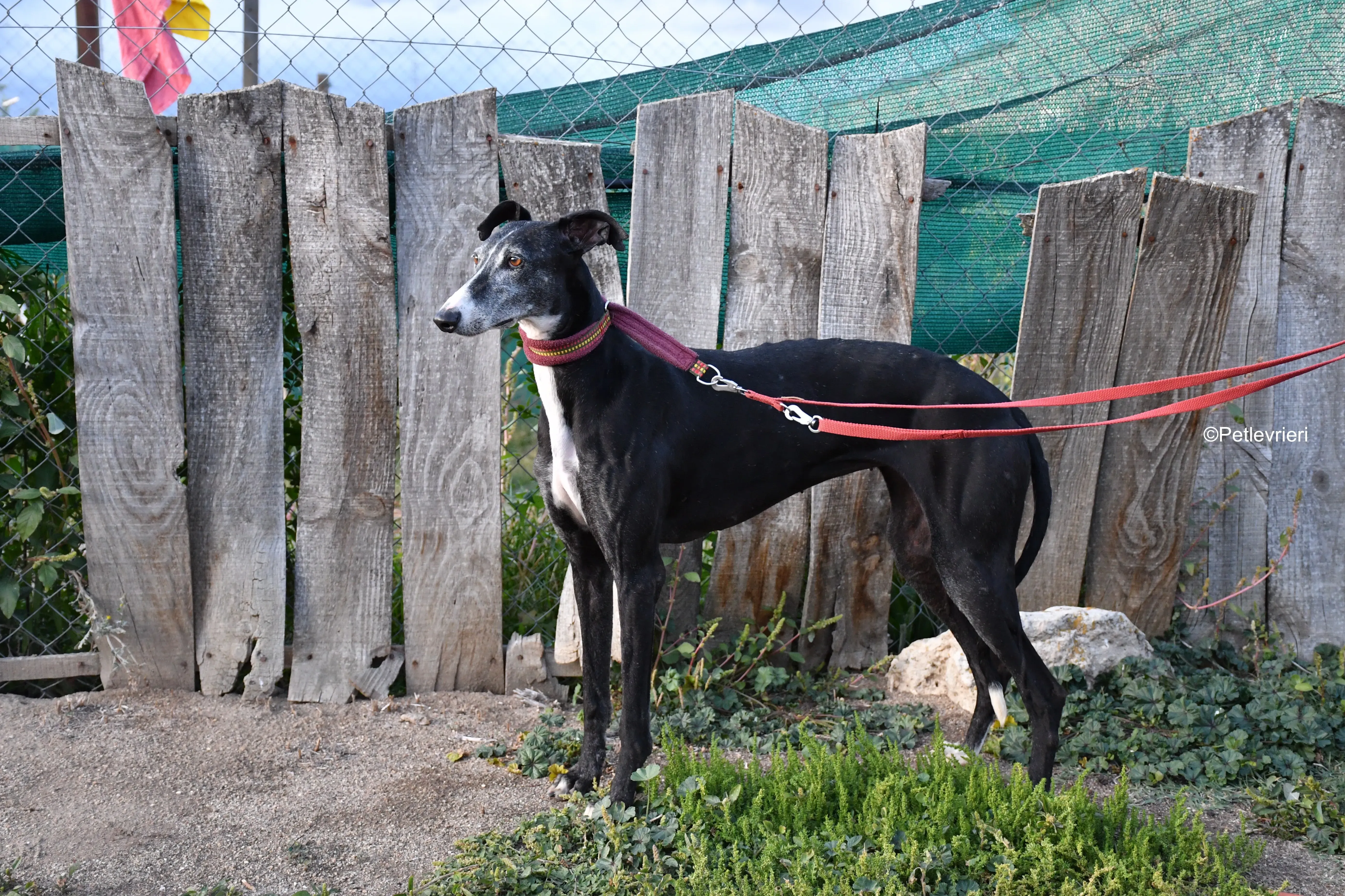 caprichosa adozione levrieri galgo 15