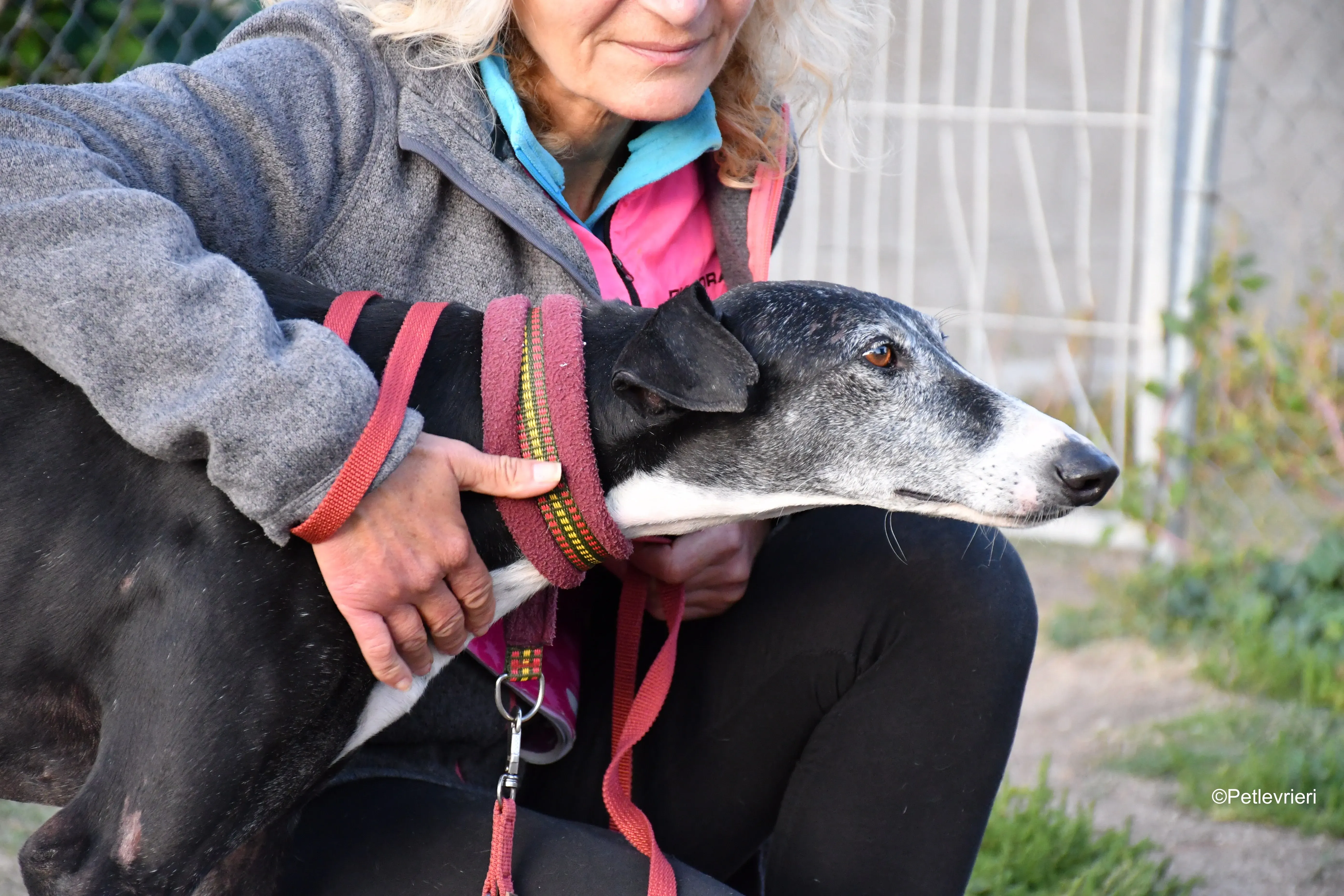 caprichosa adozione levrieri galgo 16