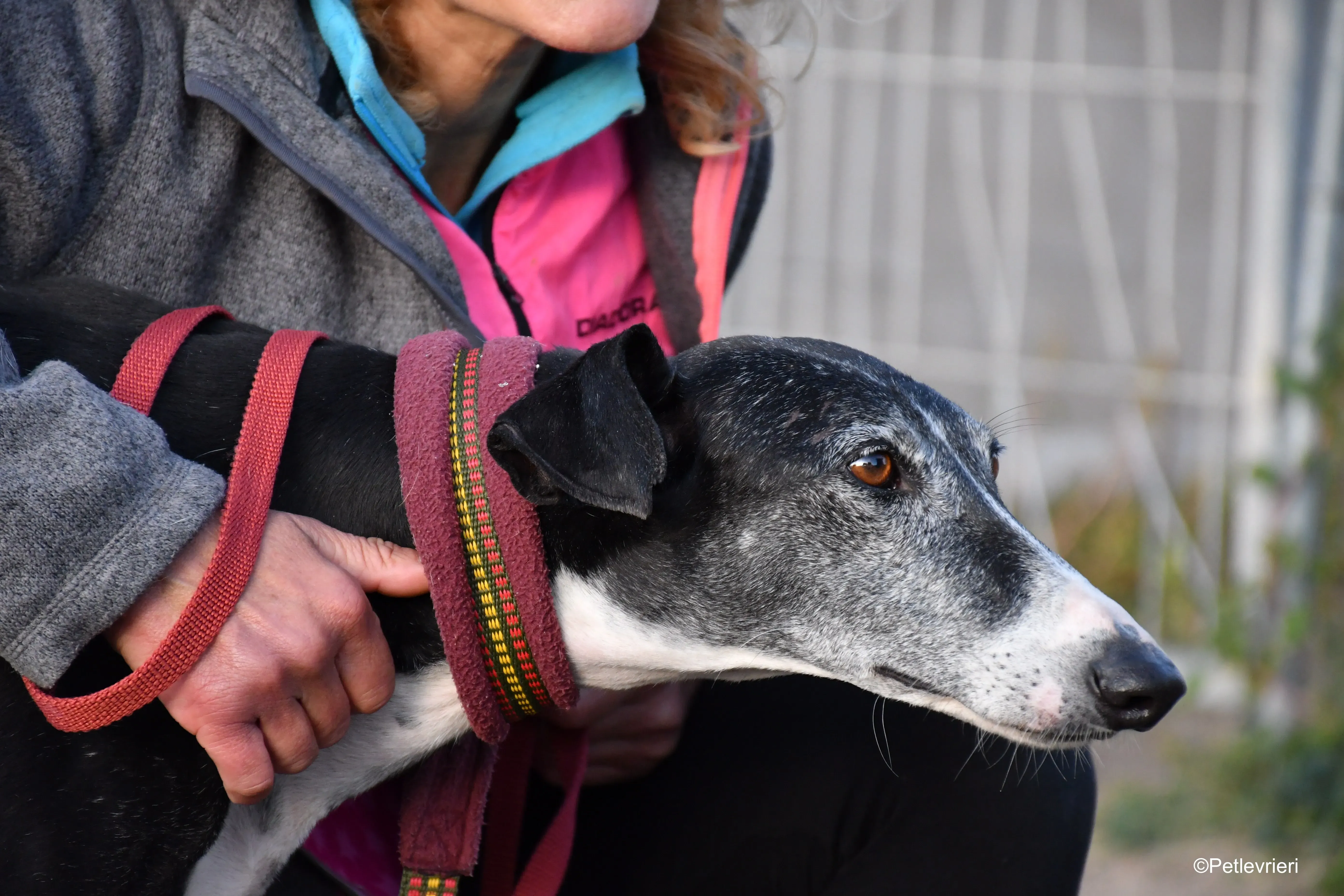 caprichosa adozione levrieri galgo 17