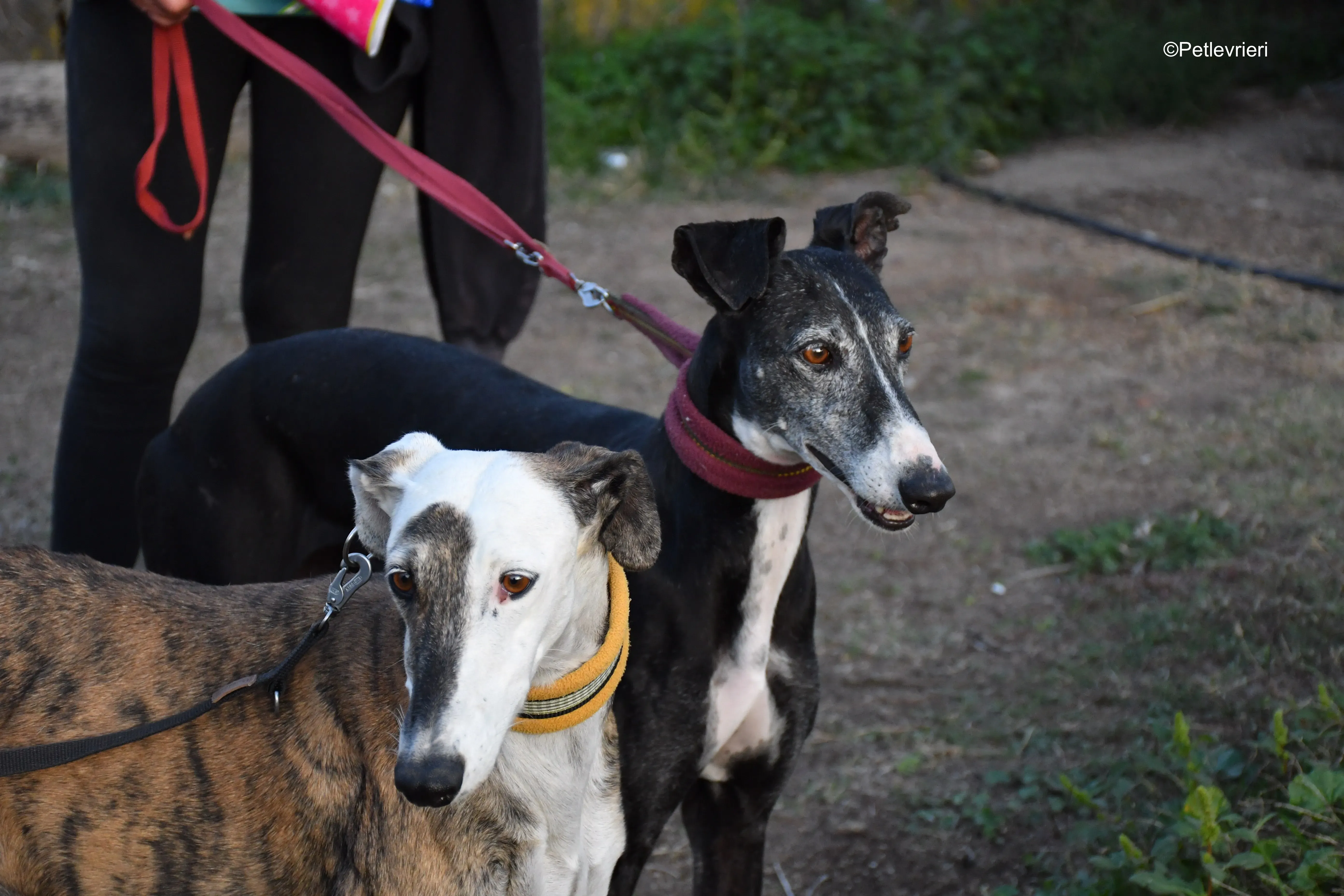 caprichosa adozione levrieri galgo 2