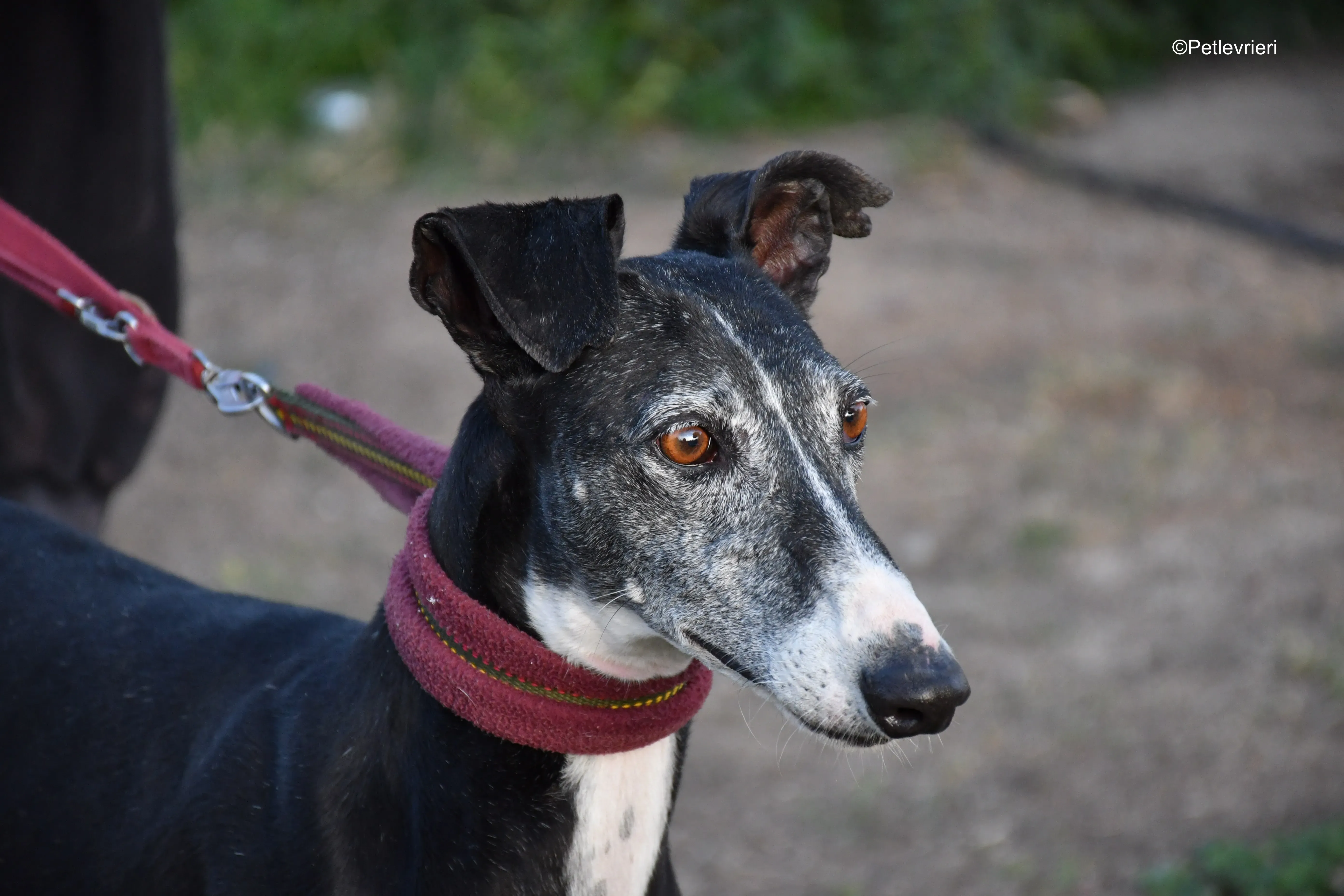 caprichosa adozione levrieri galgo 3
