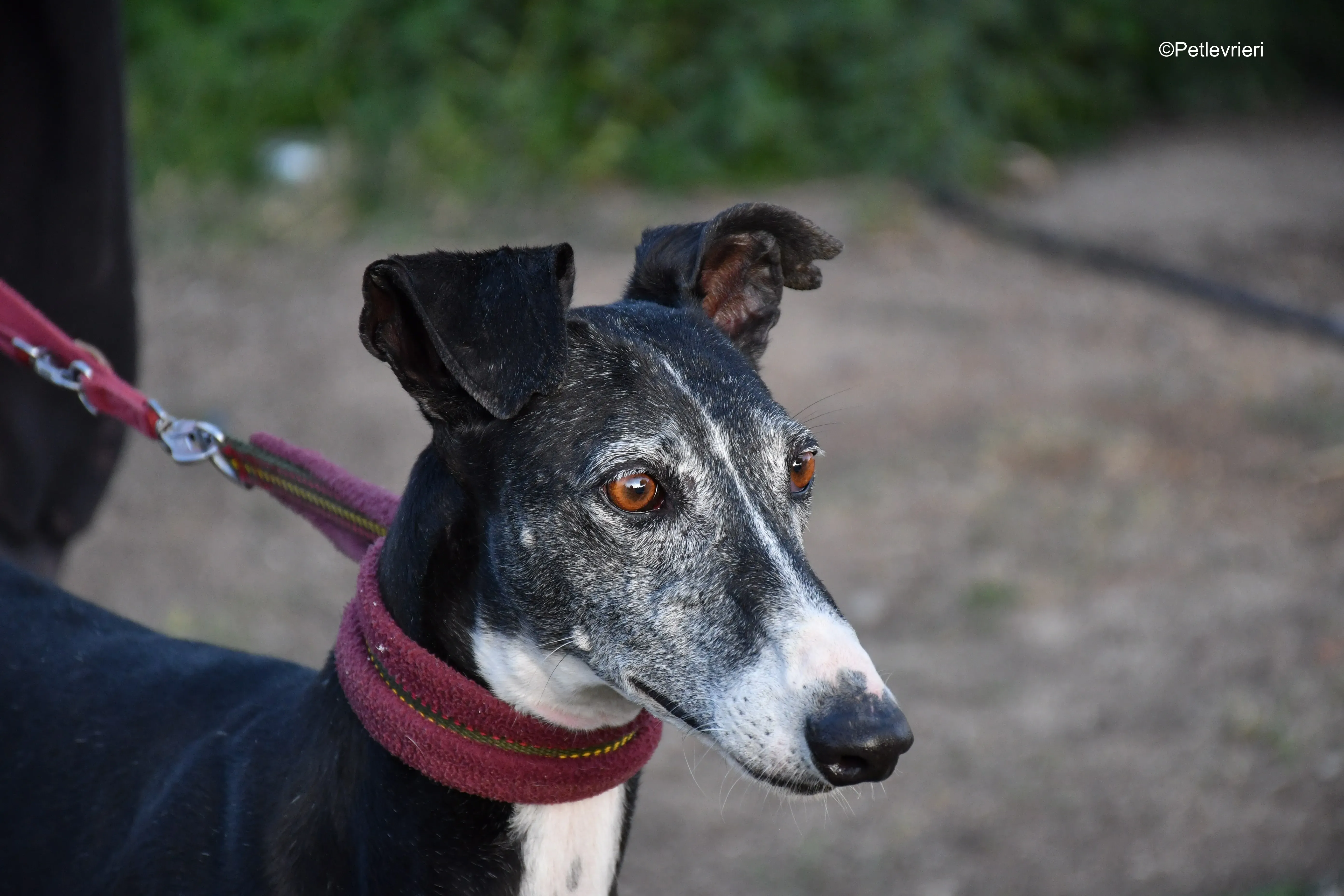 caprichosa adozione levrieri galgo 4