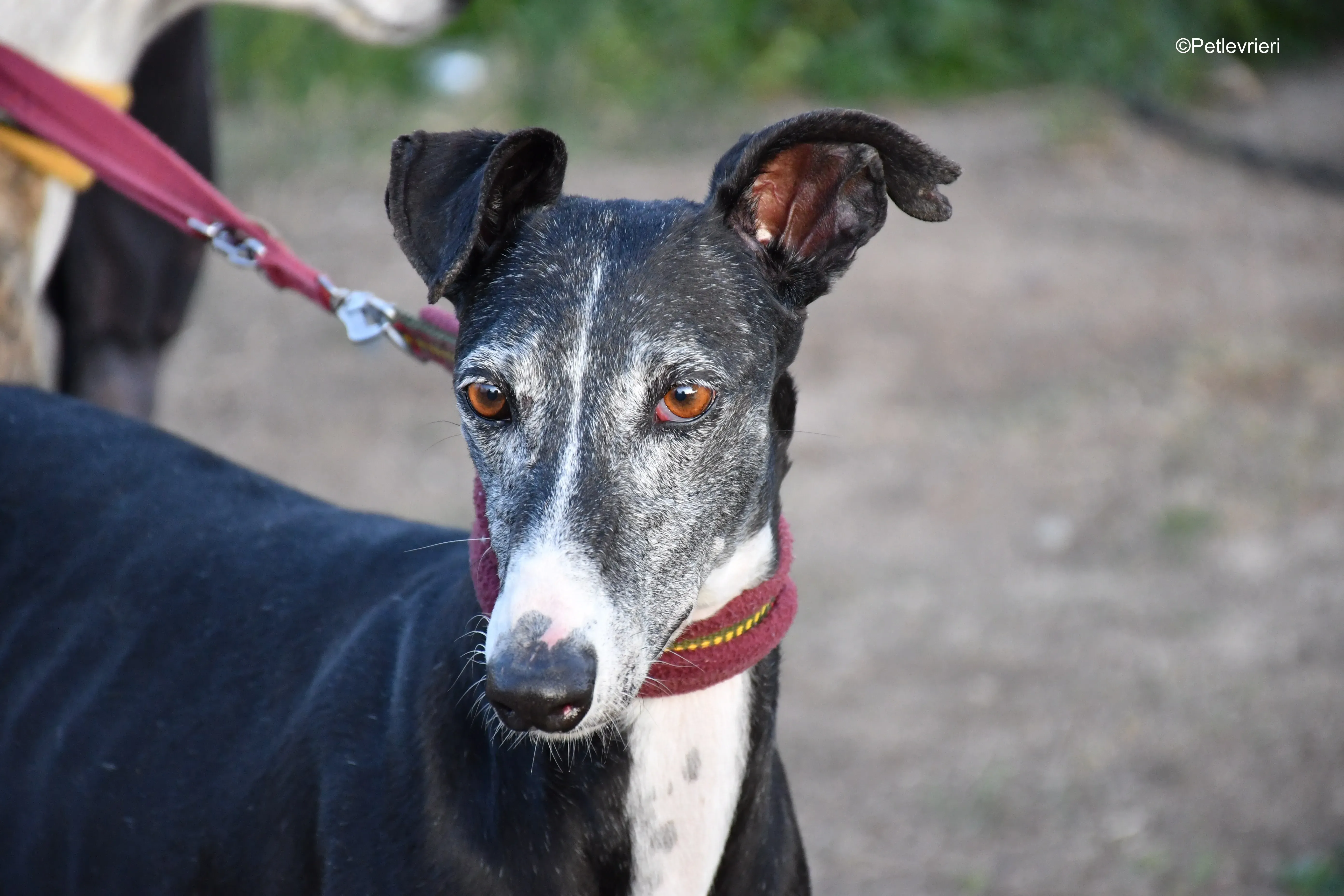 caprichosa adozione levrieri galgo 5