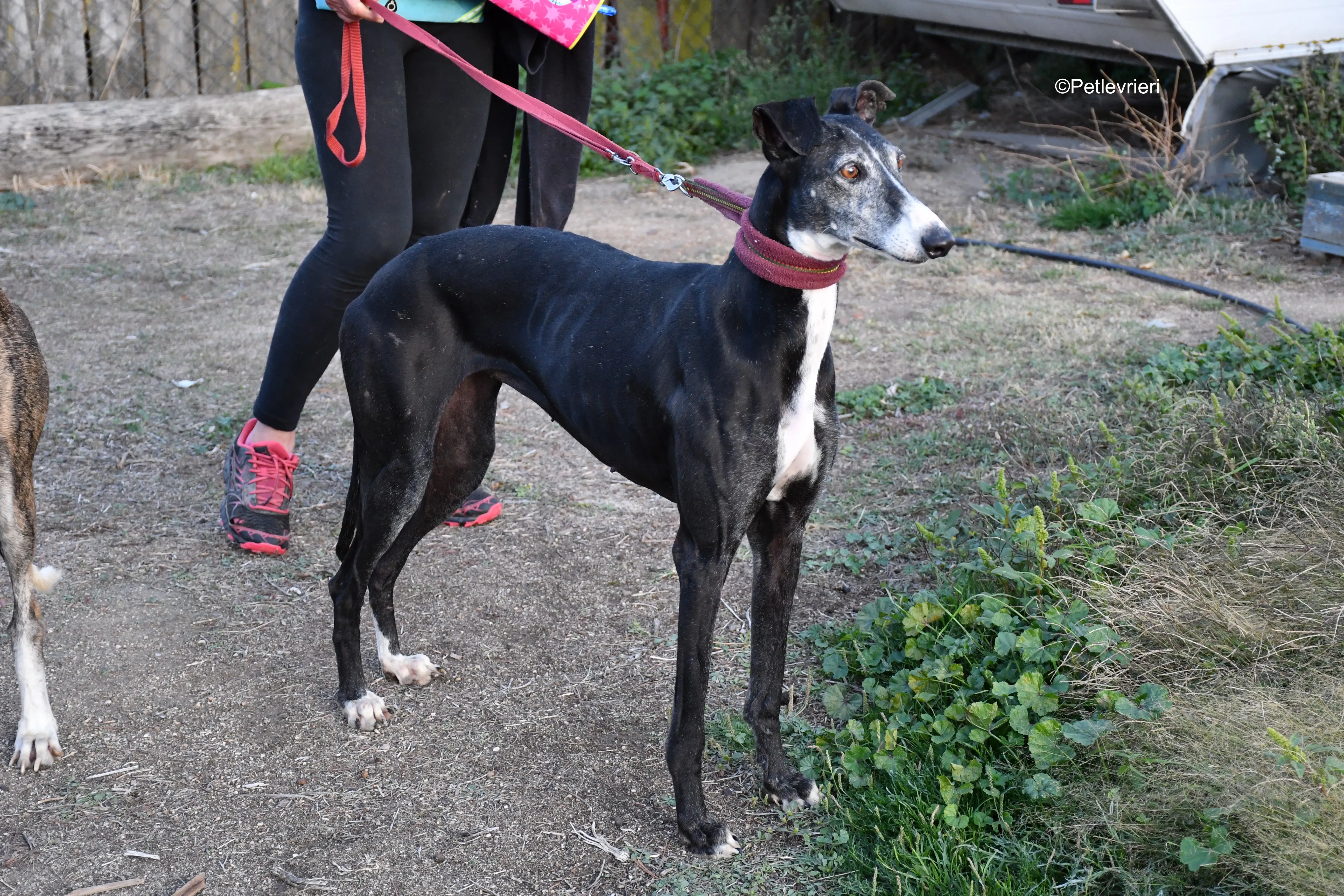 caprichosa adozione levrieri galgo 6