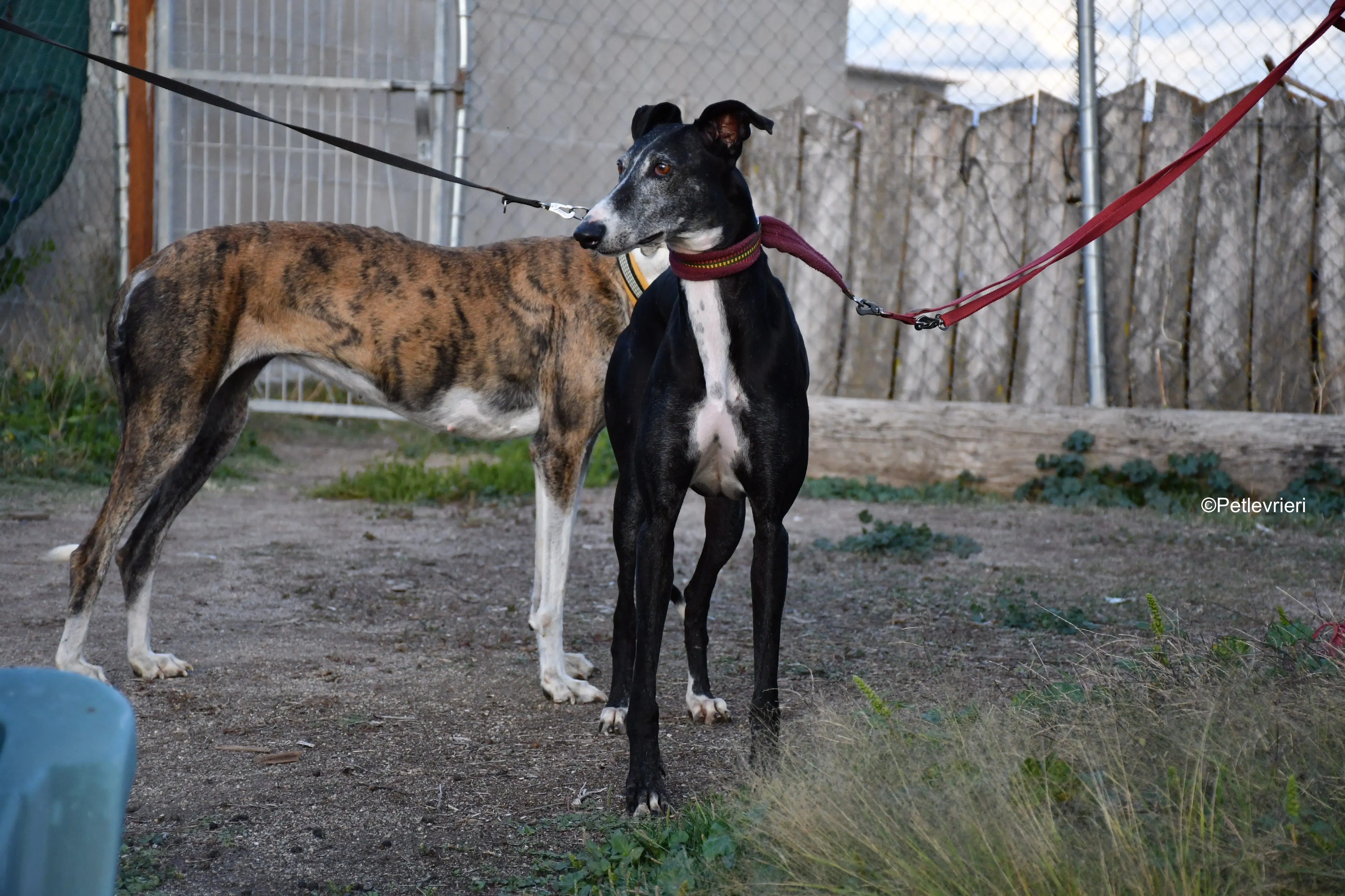 caprichosa adozione levrieri galgo 7