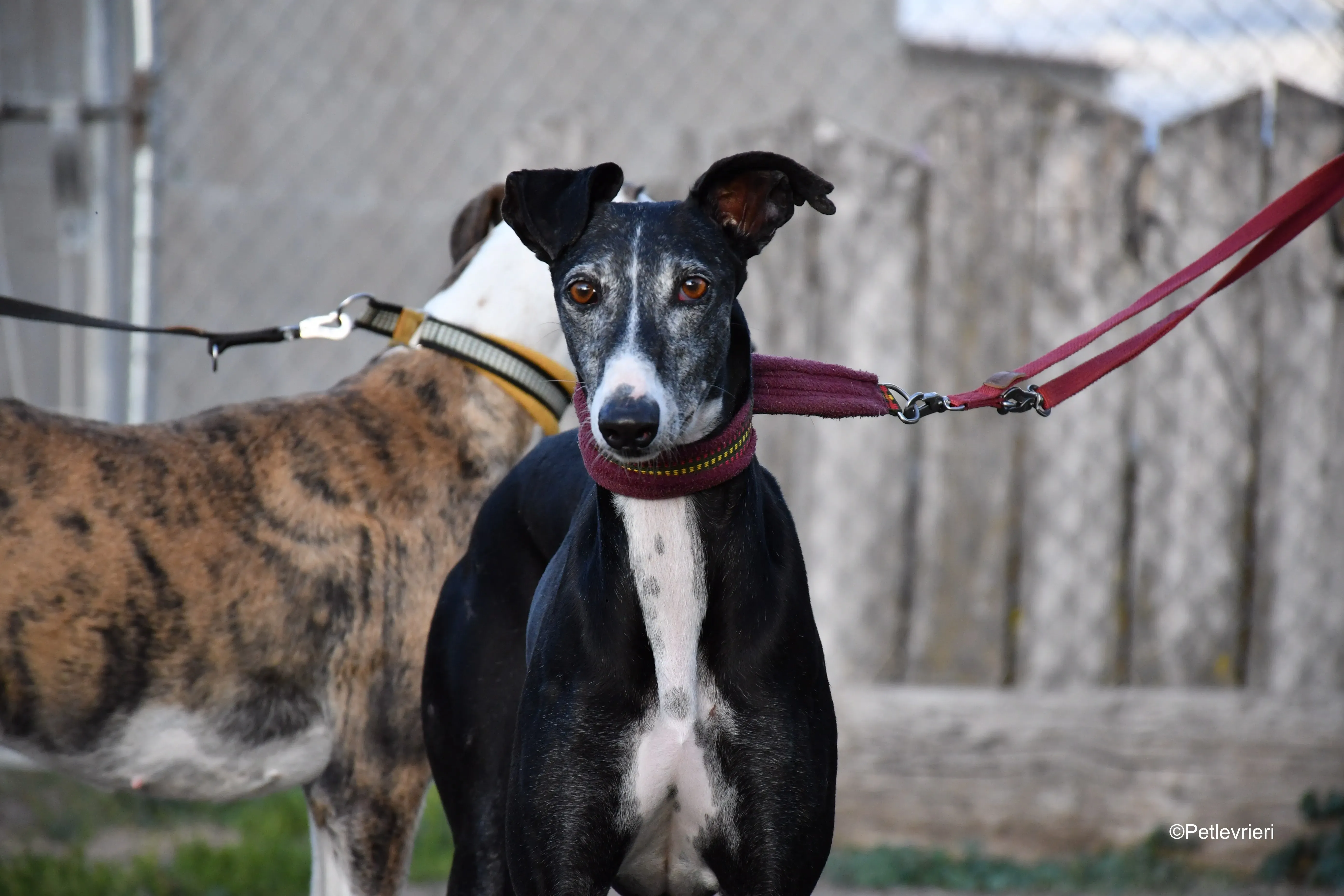 caprichosa adozione levrieri galgo 8