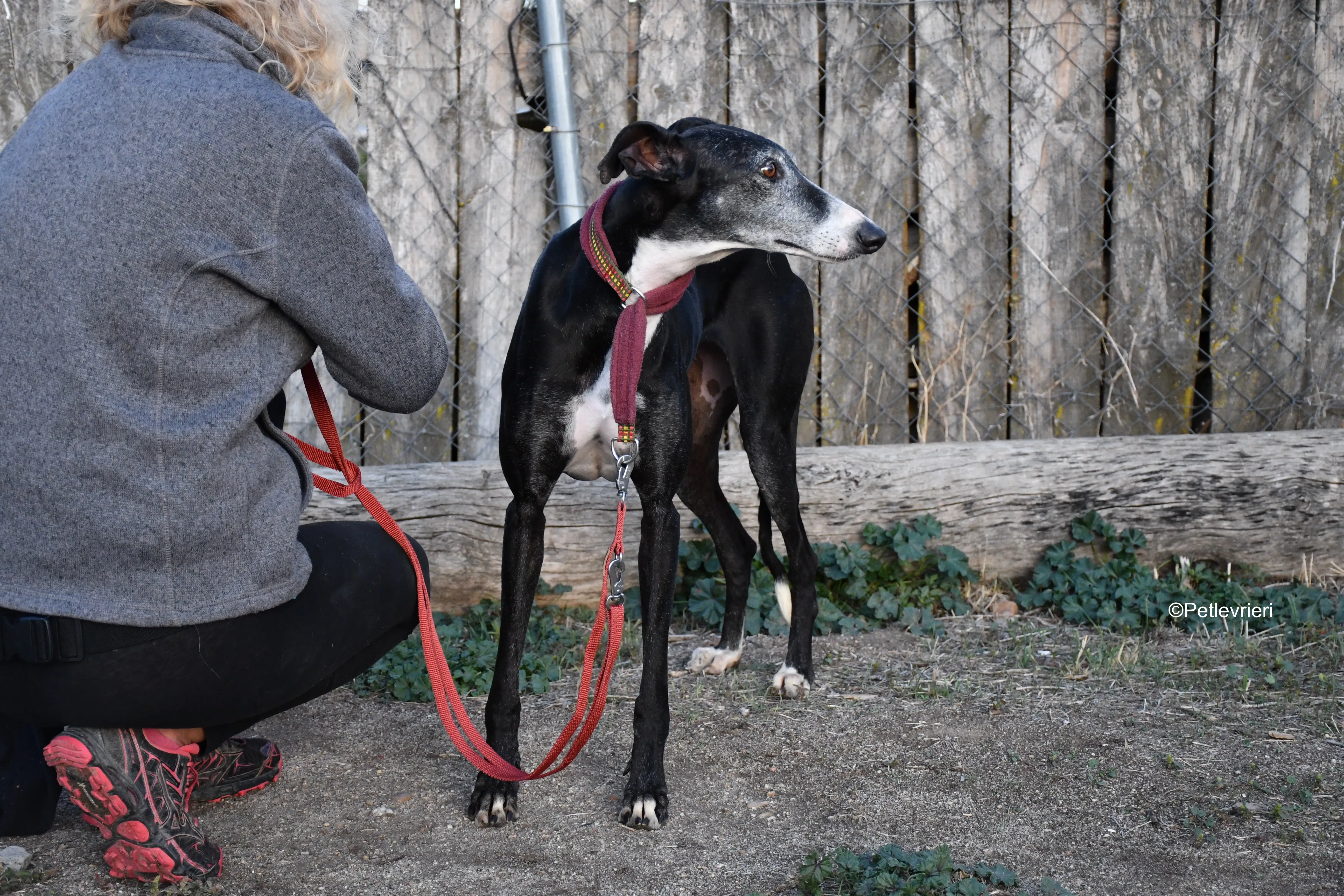 caprichosa adozione levrieri galgo 9