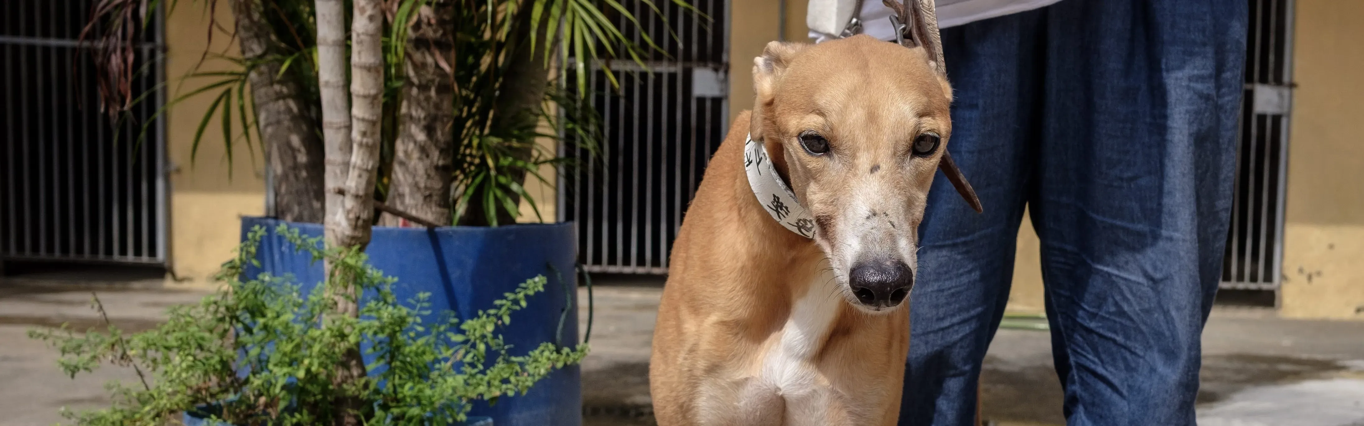 captain solid adozione greyhound macao 1 e1542477444408