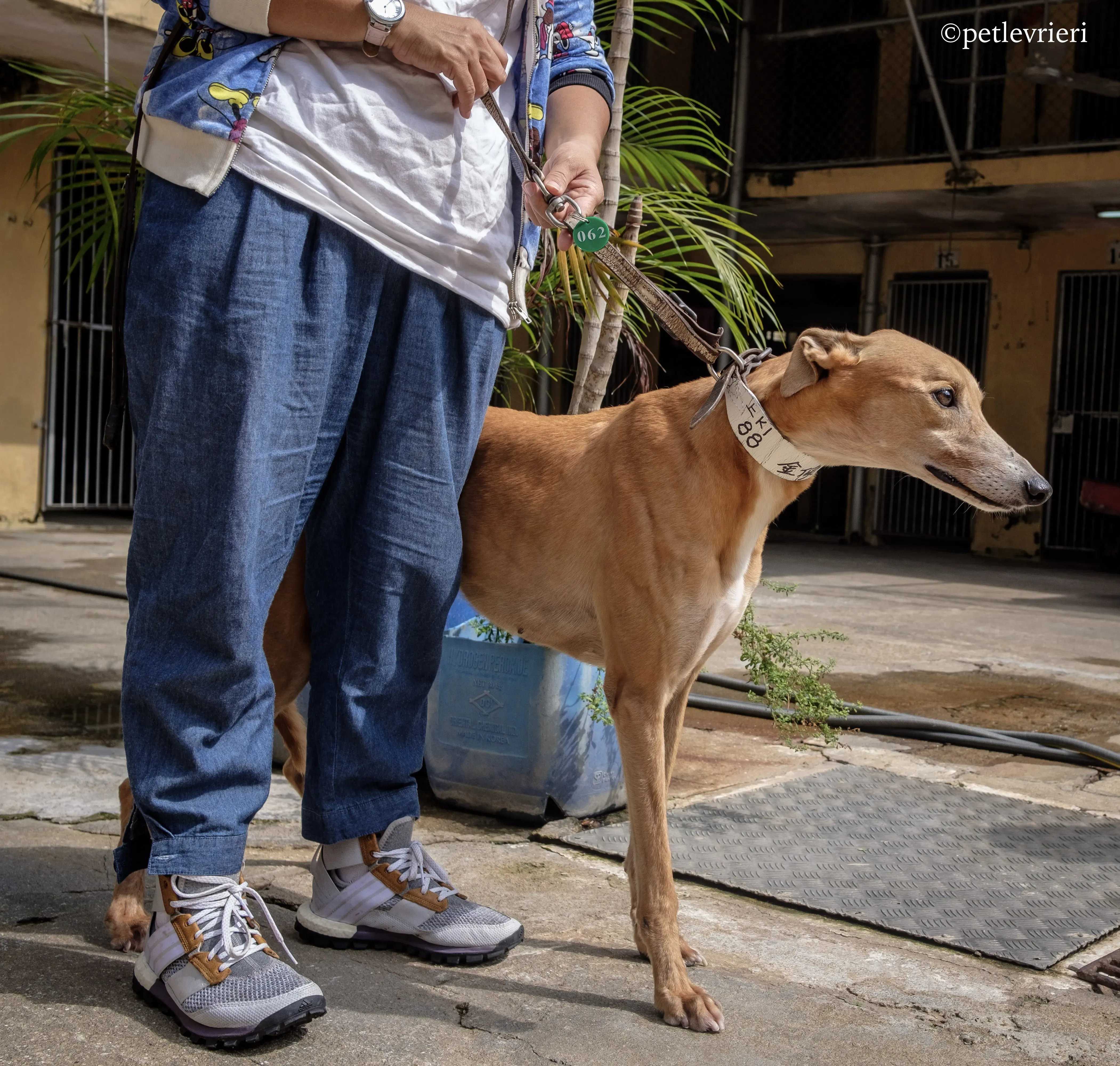 captain solid adozione greyhound macao 2