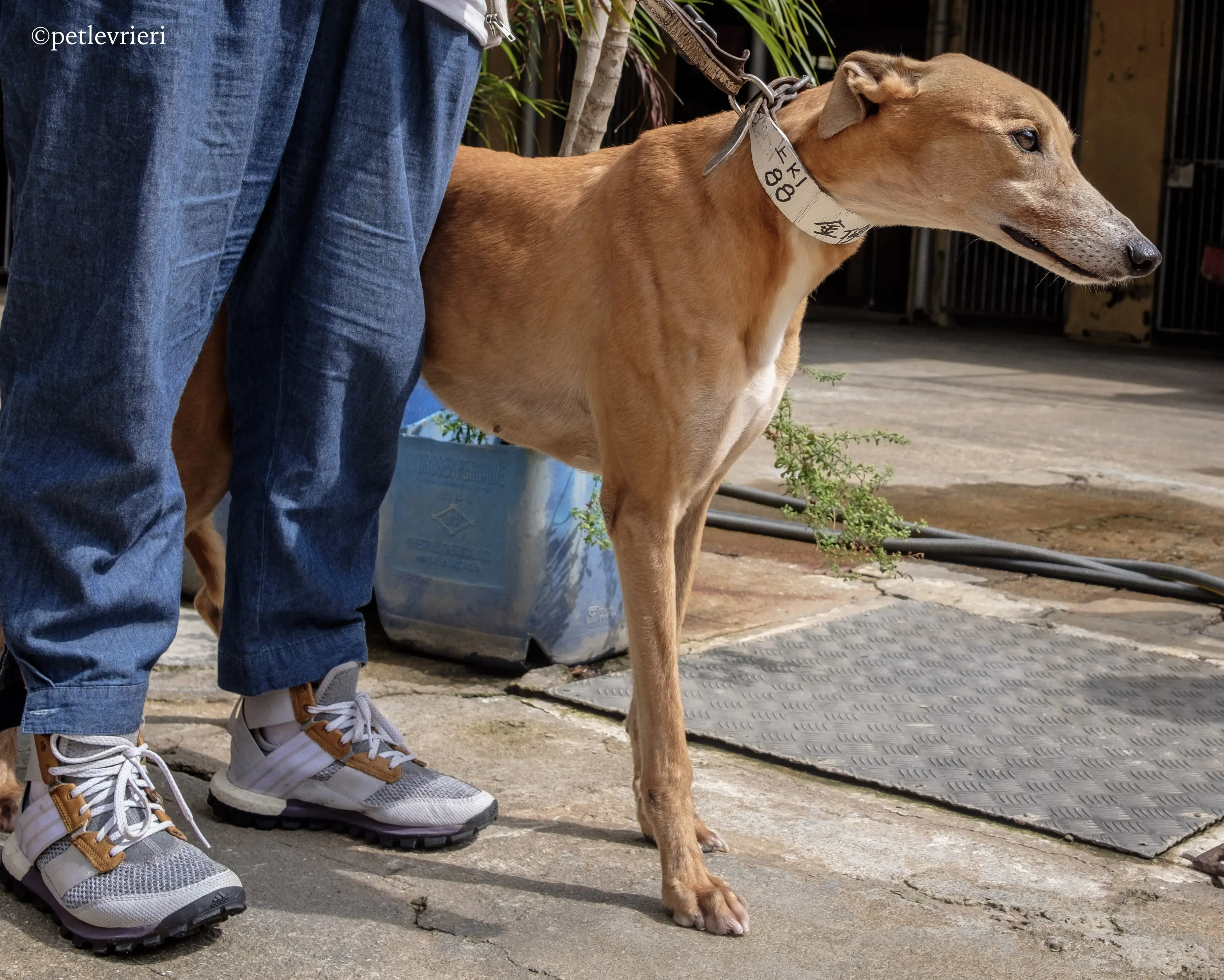 captain solid adozione greyhound macao 3