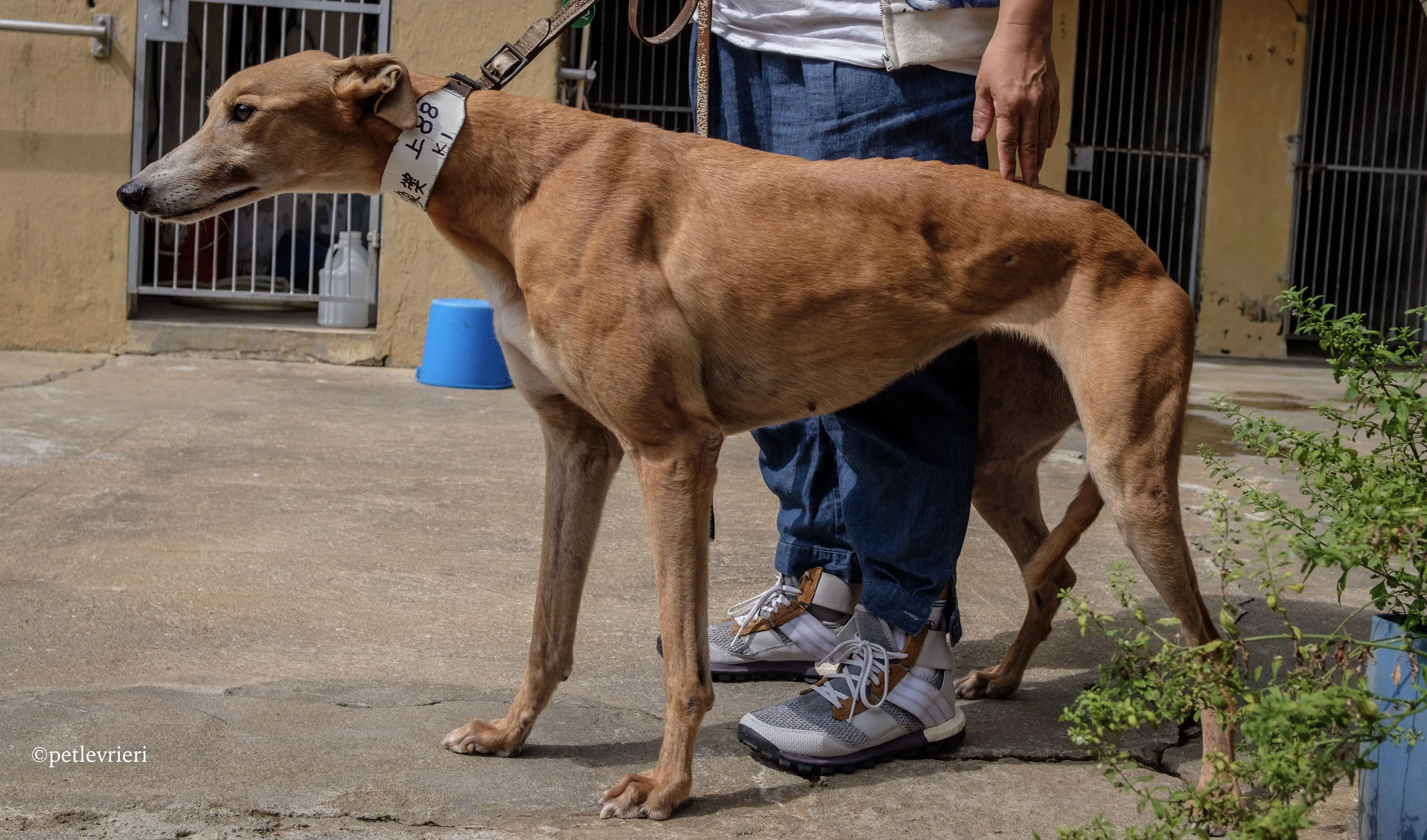 captain solid adozione greyhound macao 4