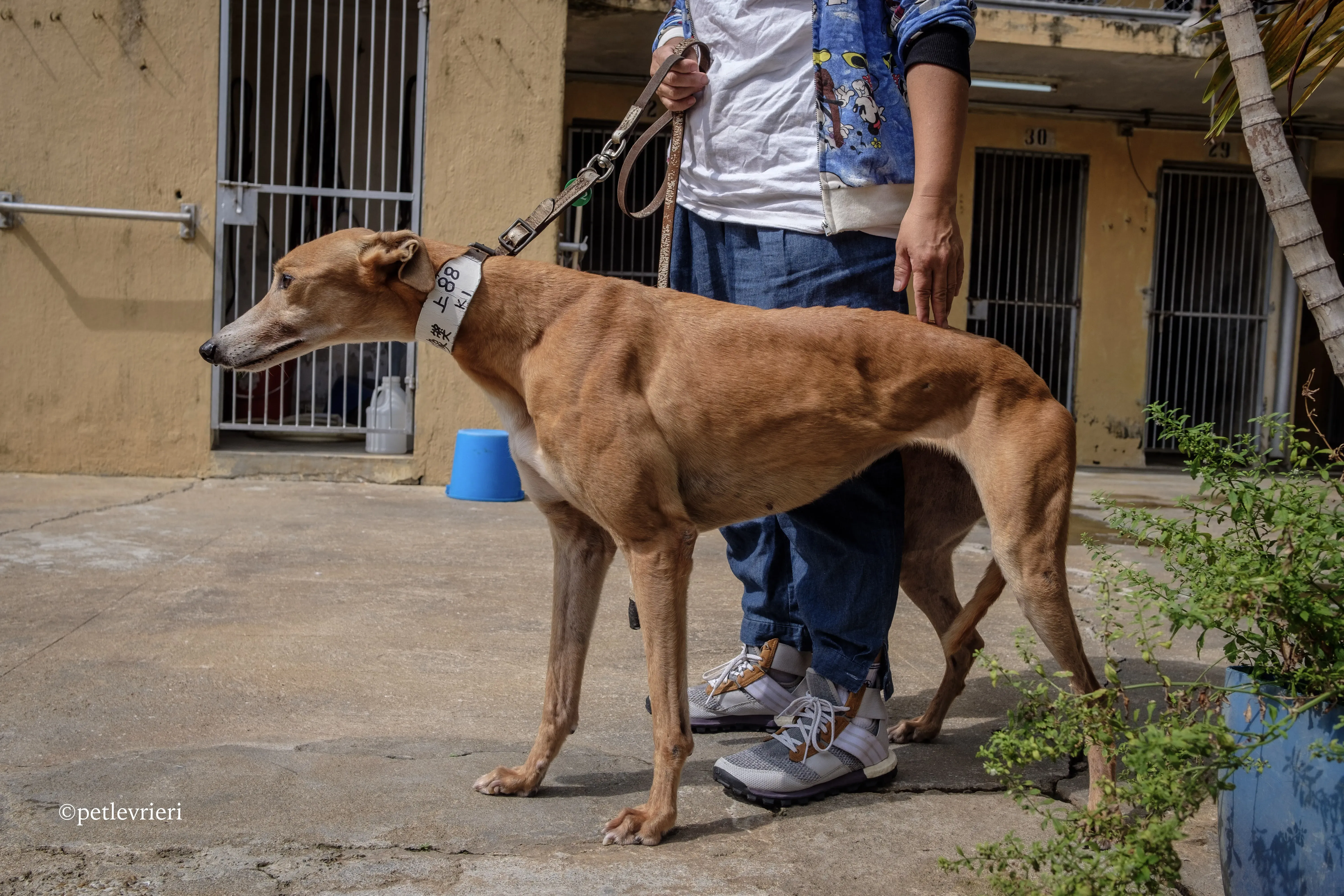 captain solid adozione greyhound macao 5