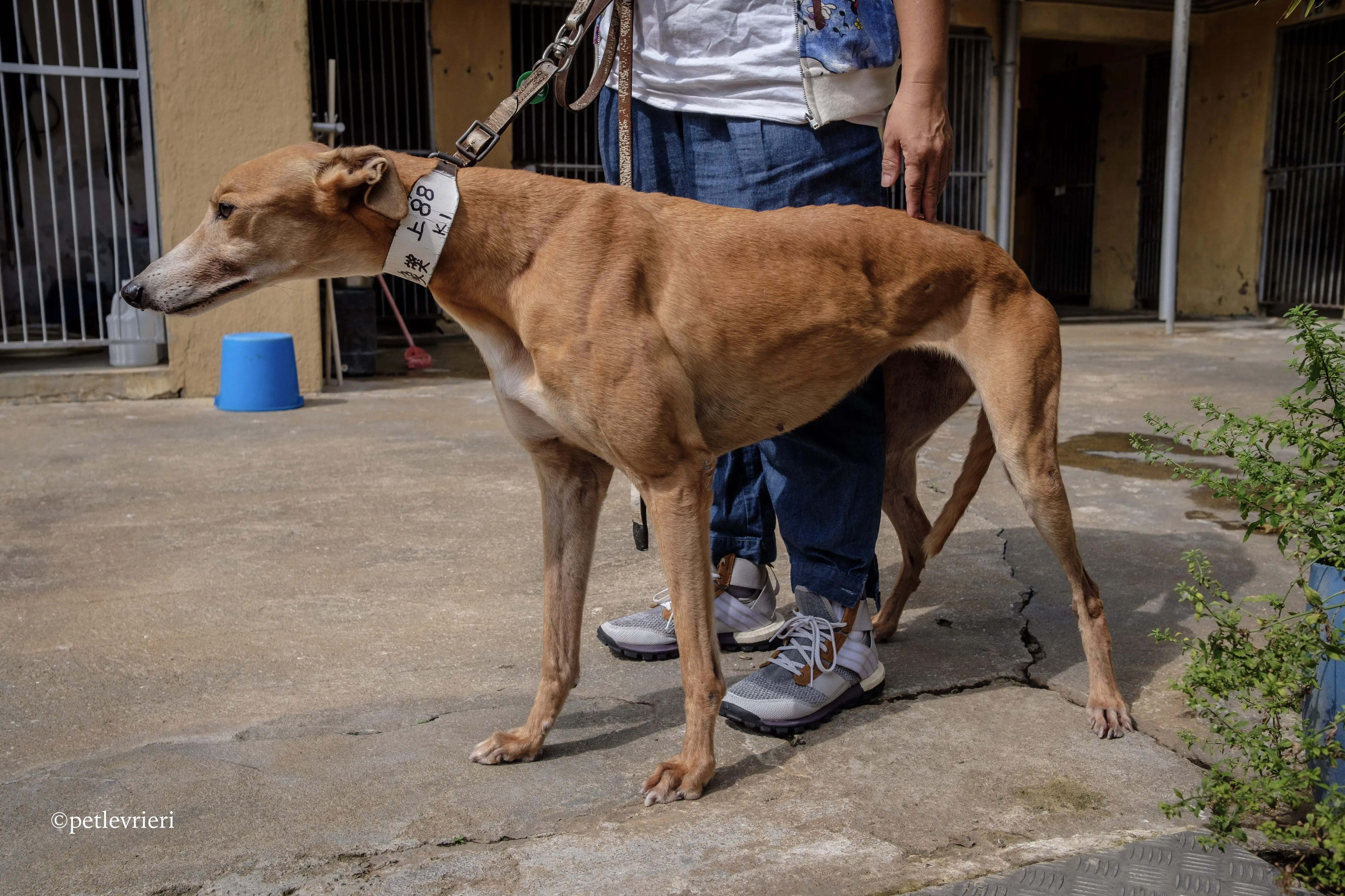 captain solid adozione greyhound macao 6