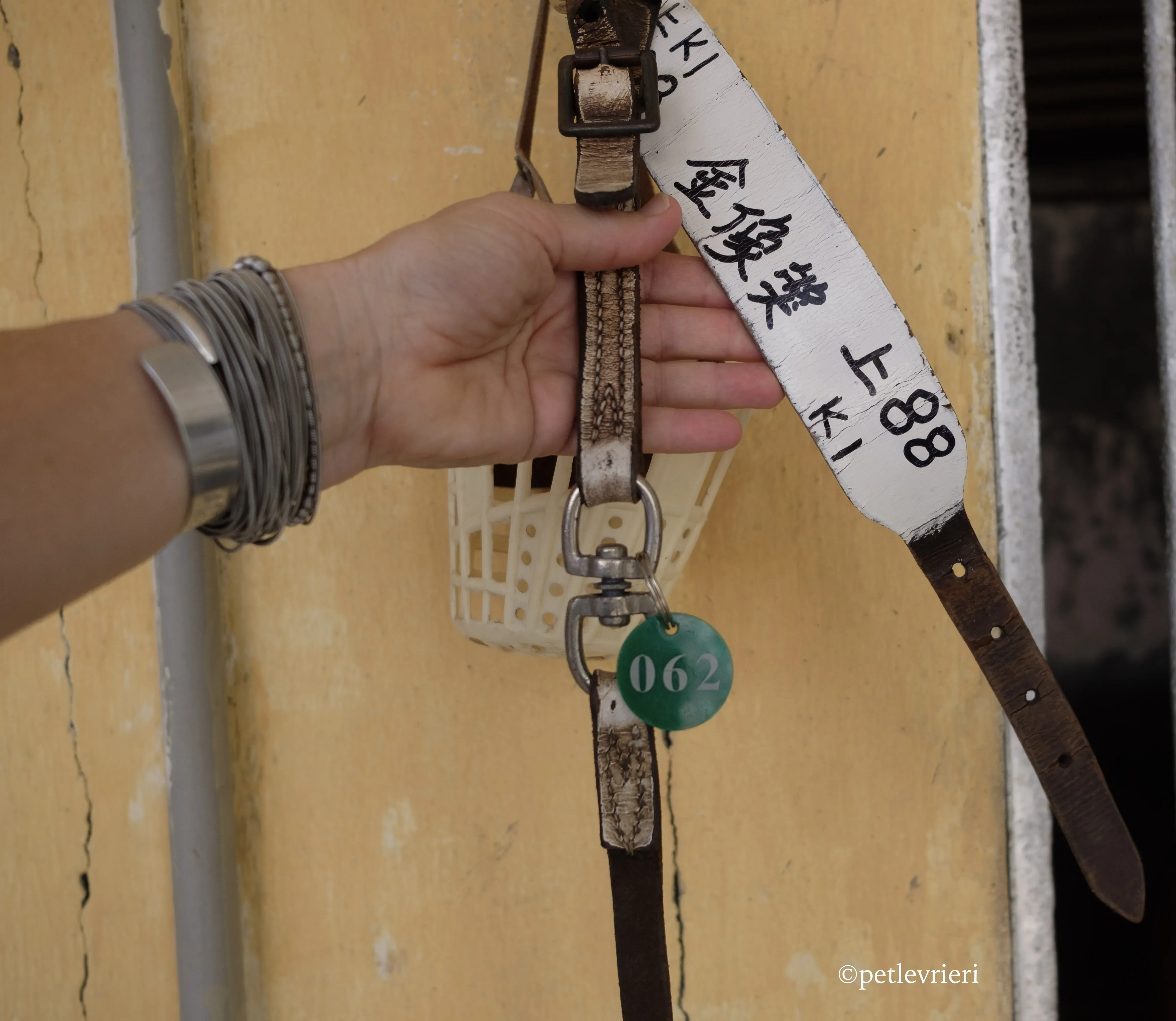 captain solid adozione greyhound macao 8