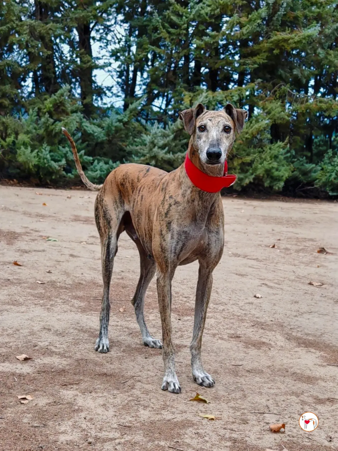 caramelo galgo adozione 1