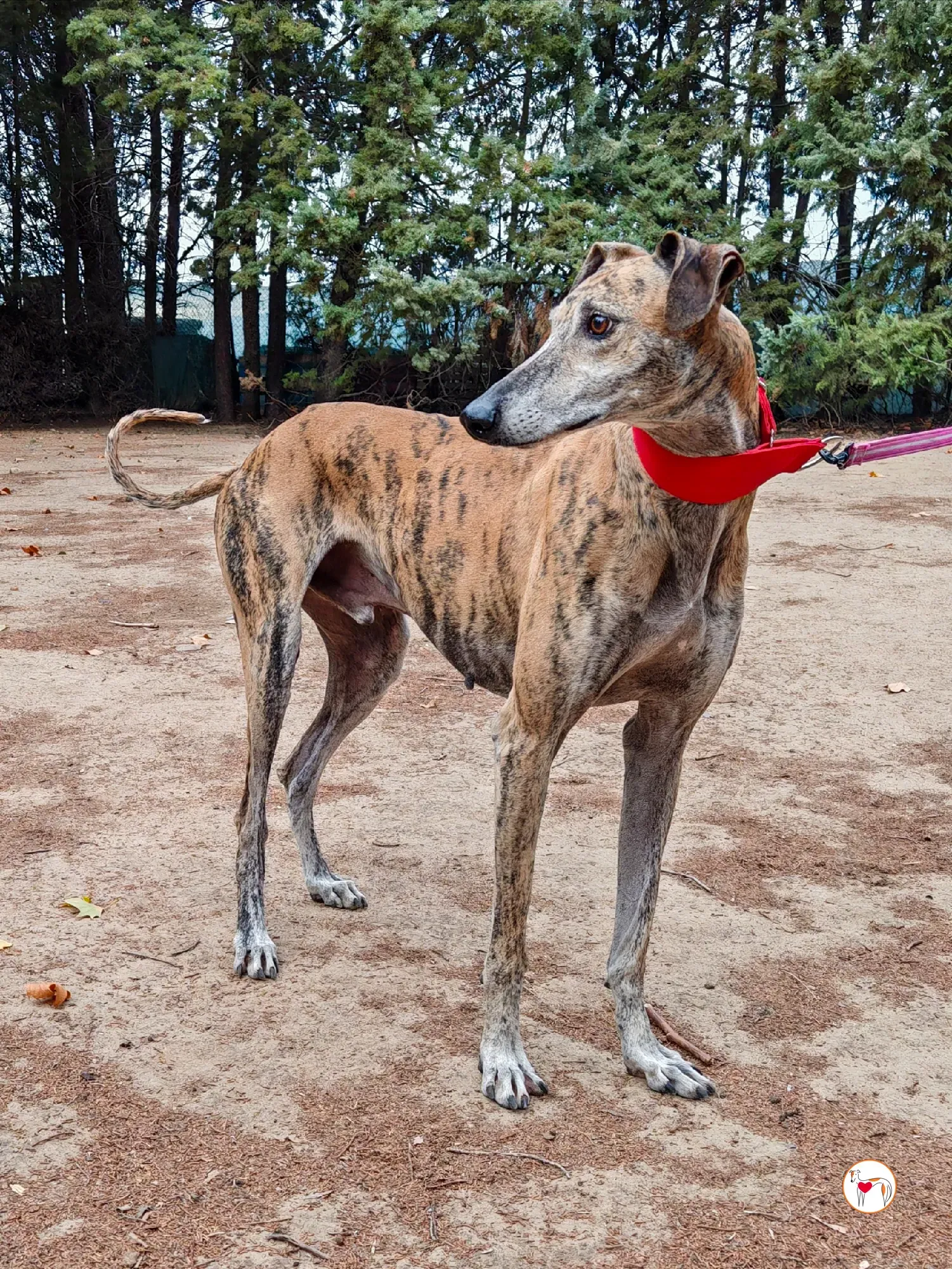 caramelo galgo adozione 2