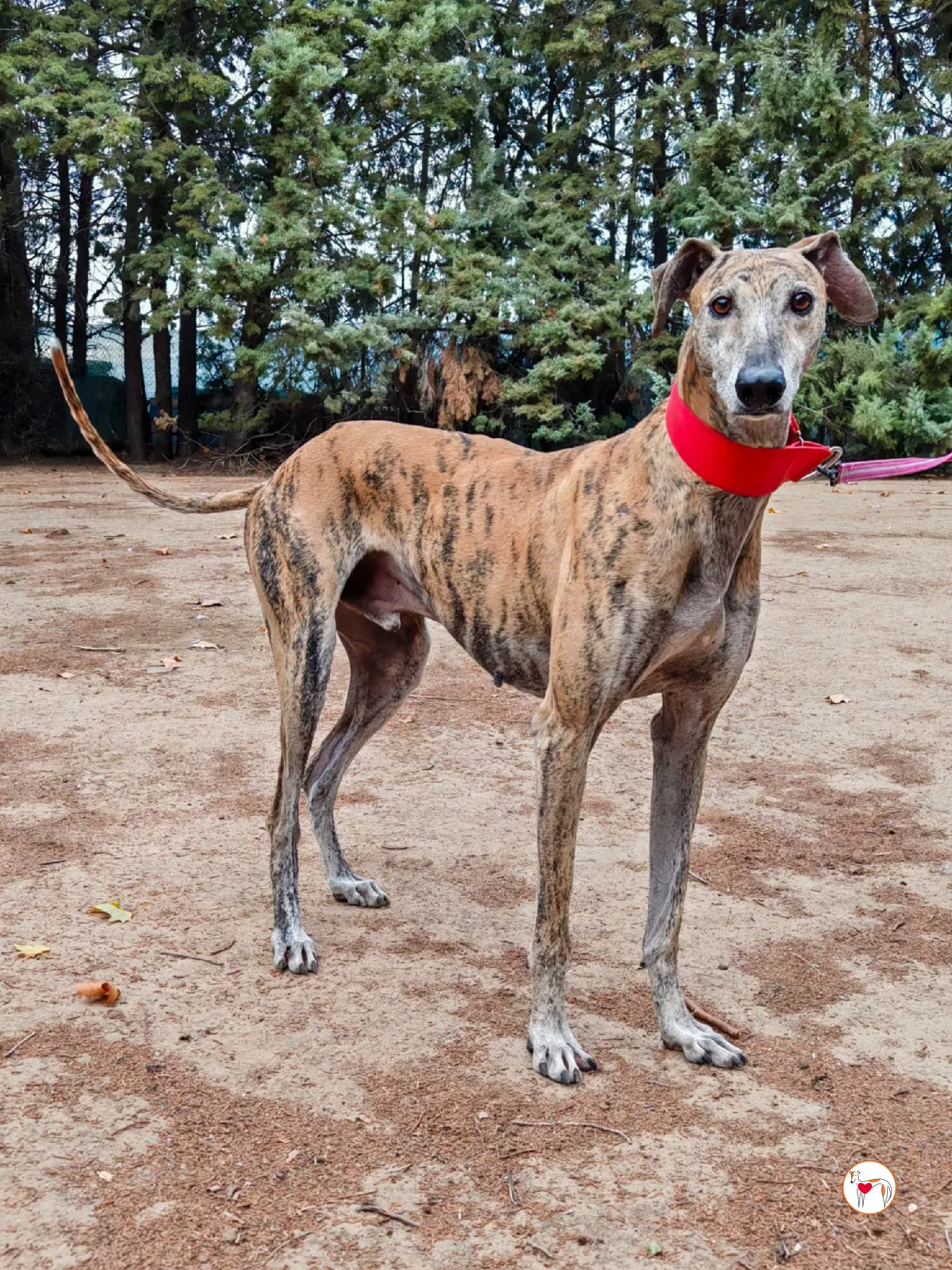 caramelo galgo adozione 3