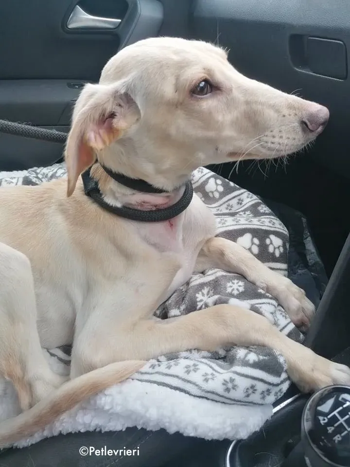 carley adozione levrieri greyhound 1