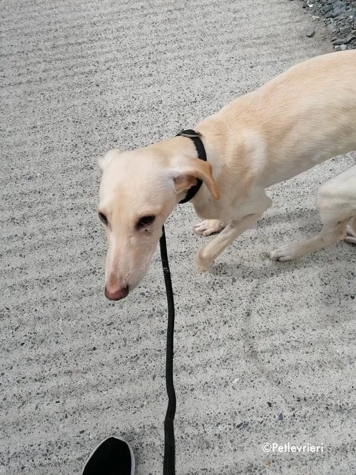 carley adozione levrieri greyhound 2