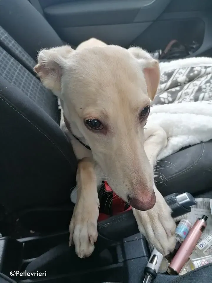 carley adozione levrieri greyhound 3