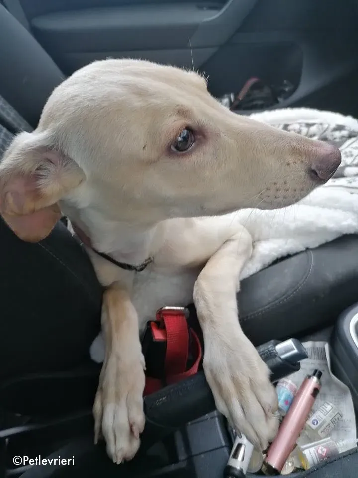 carley adozione levrieri greyhound 4