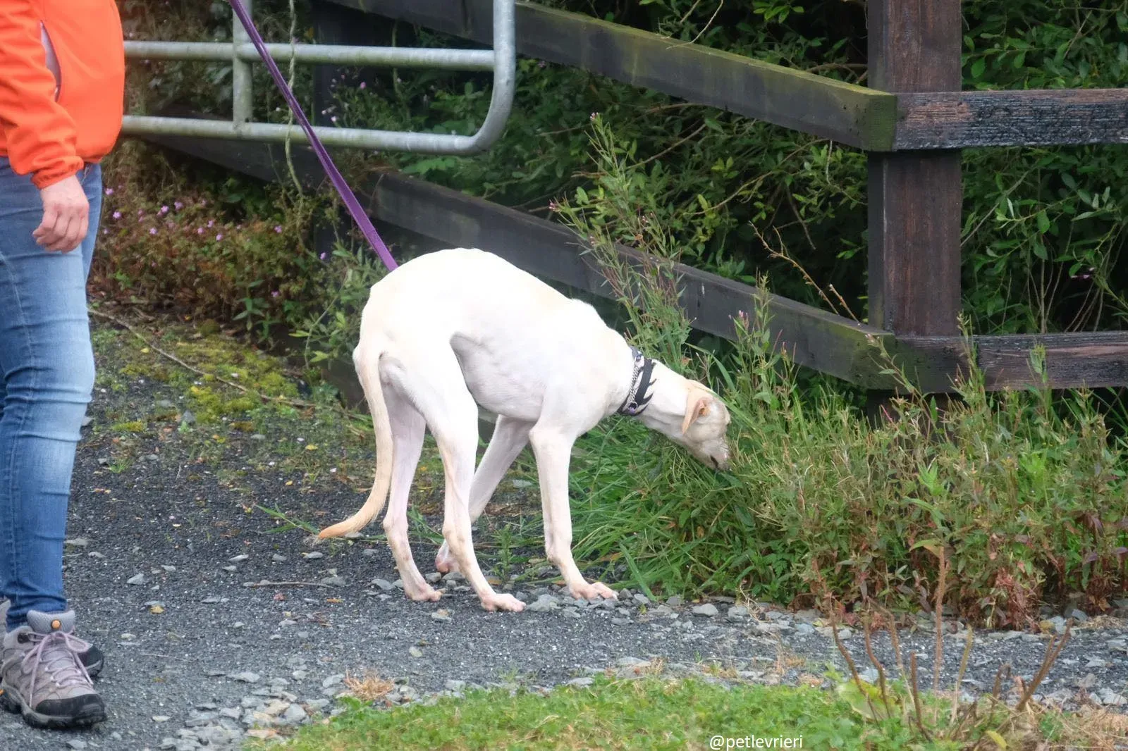 carley adozione lurcher 1