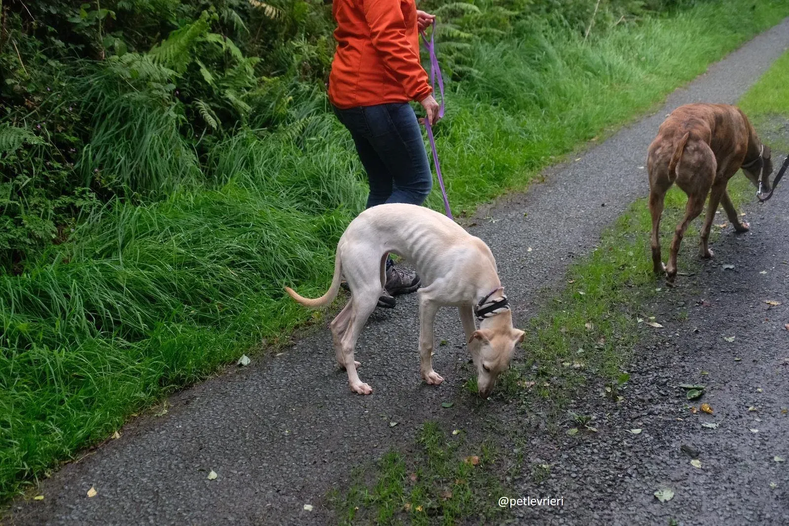 carley adozione lurcher 2