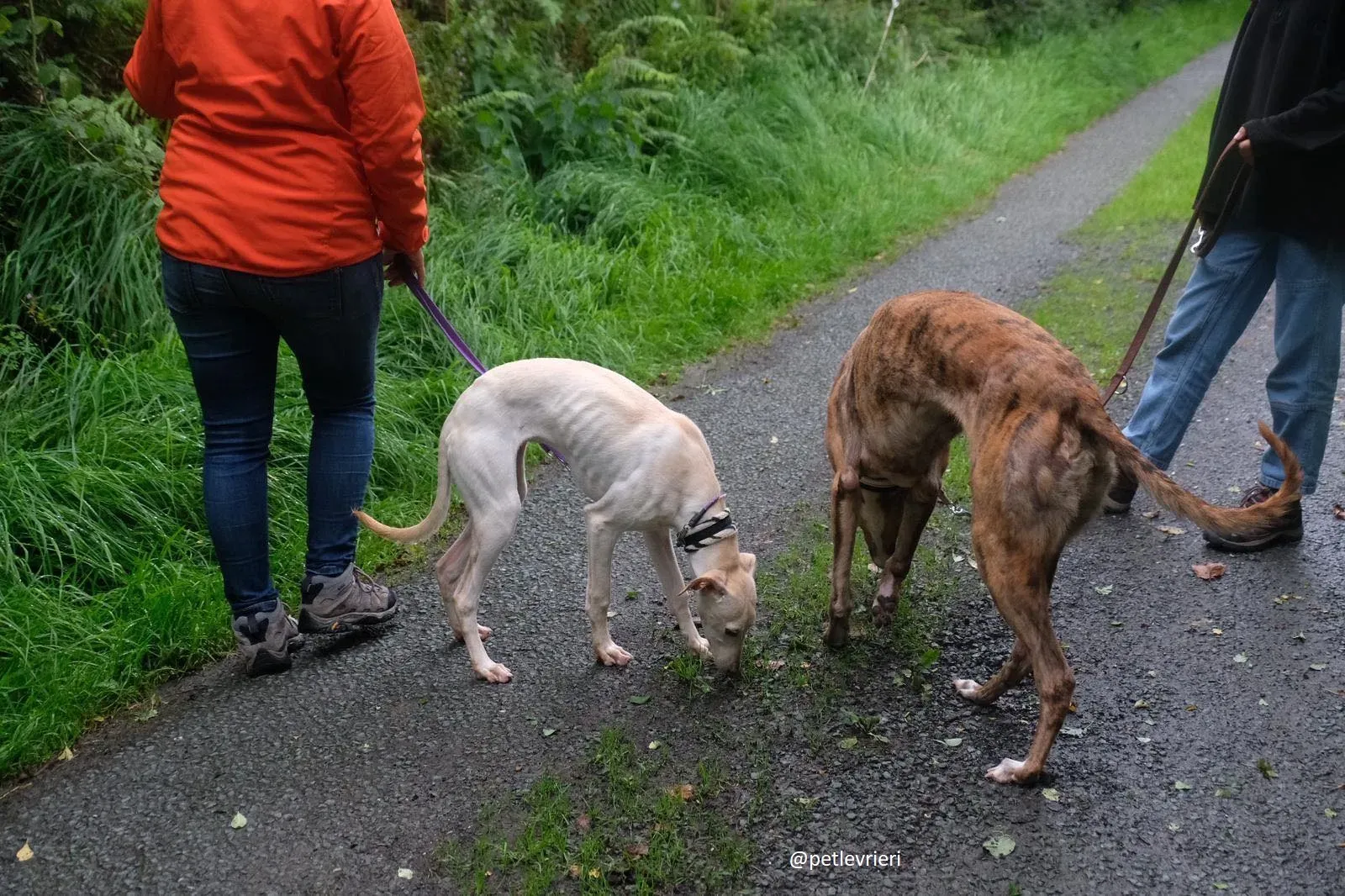 carley adozione lurcher 3