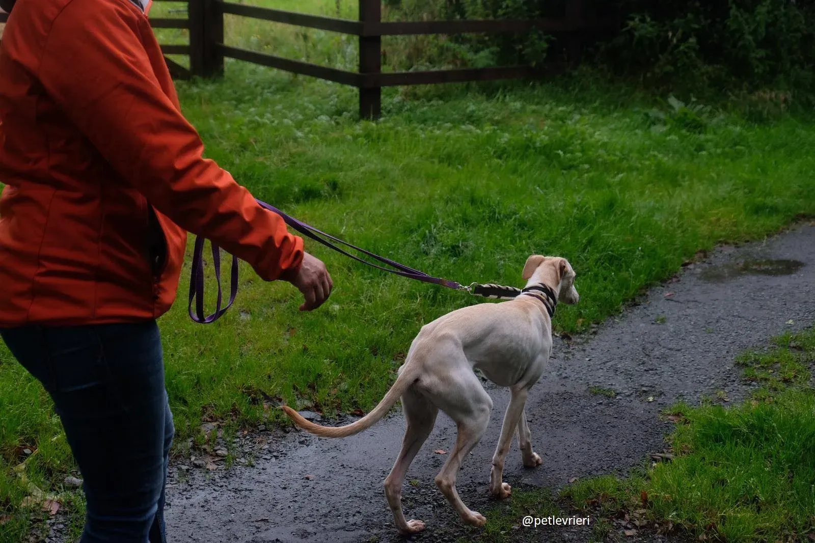 carley adozione lurcher 4
