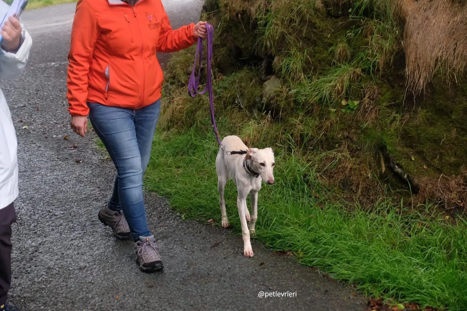 carley adozione lurcher 5