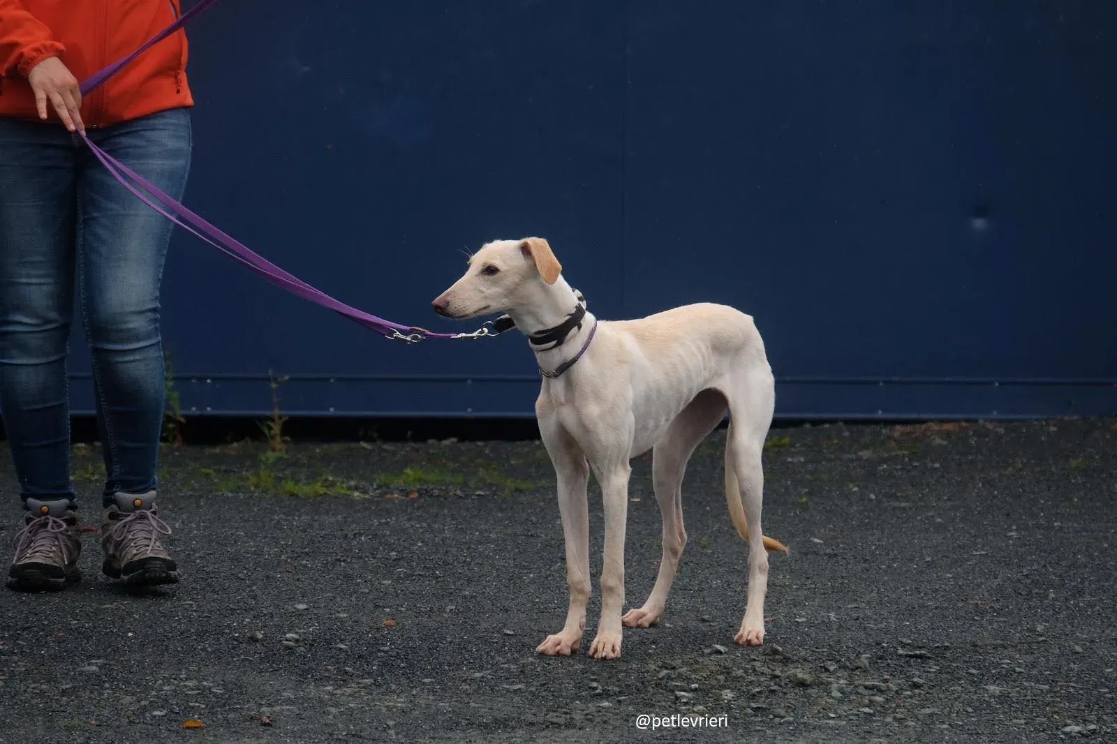 carley adozione lurcher 6
