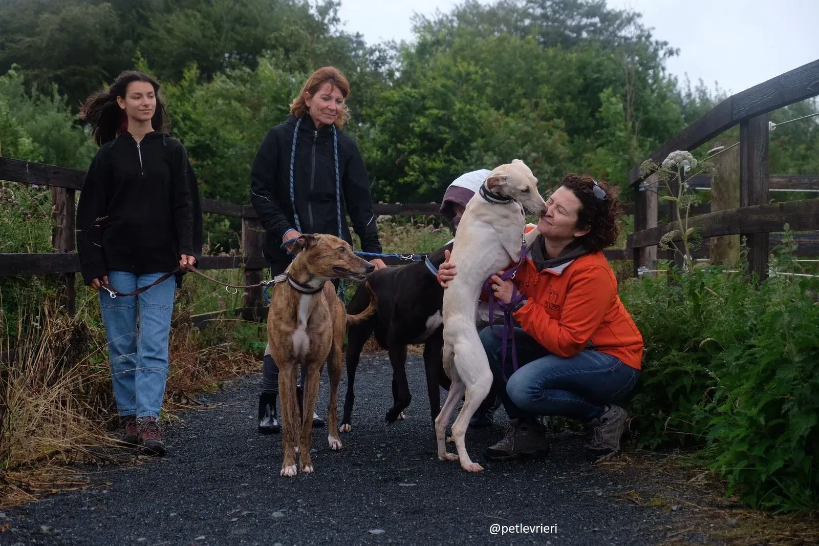 carley dorothy spaud adozione lurcher greyhound1