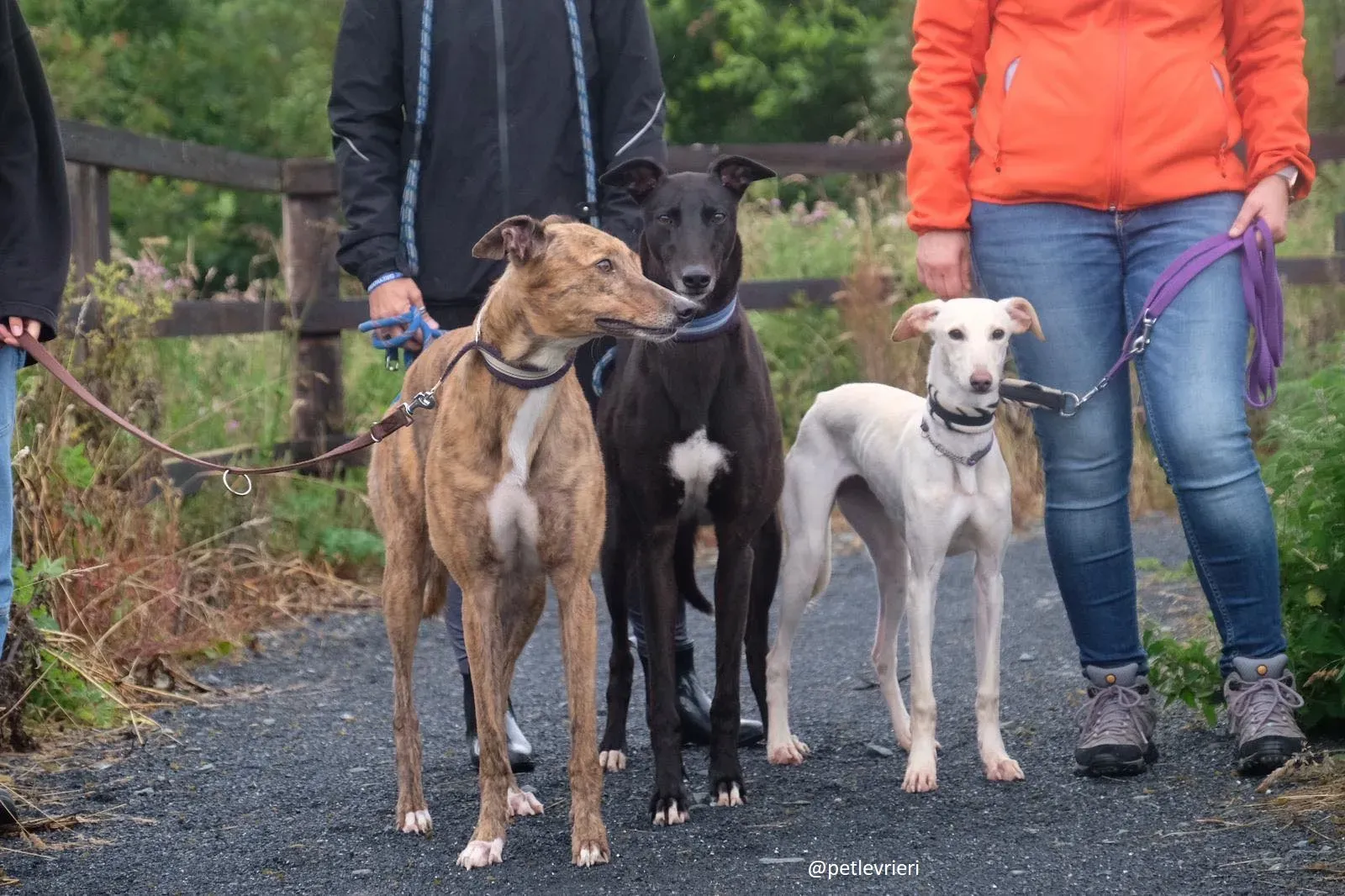 carley dorothy spaud adozione lurcher greyhound2